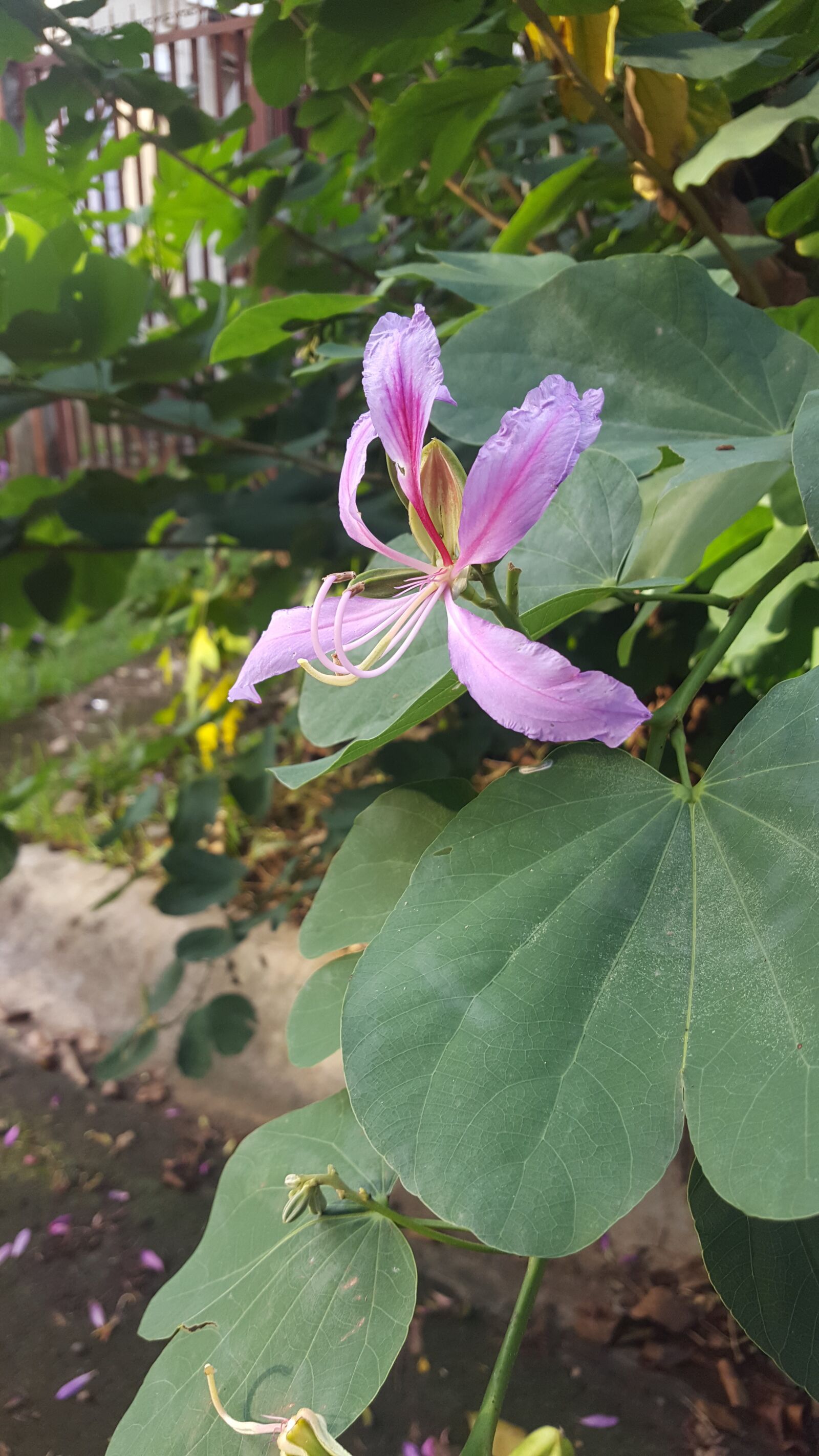 Samsung GALAXY S6 edge sample photo. Flower, pink, nature photography