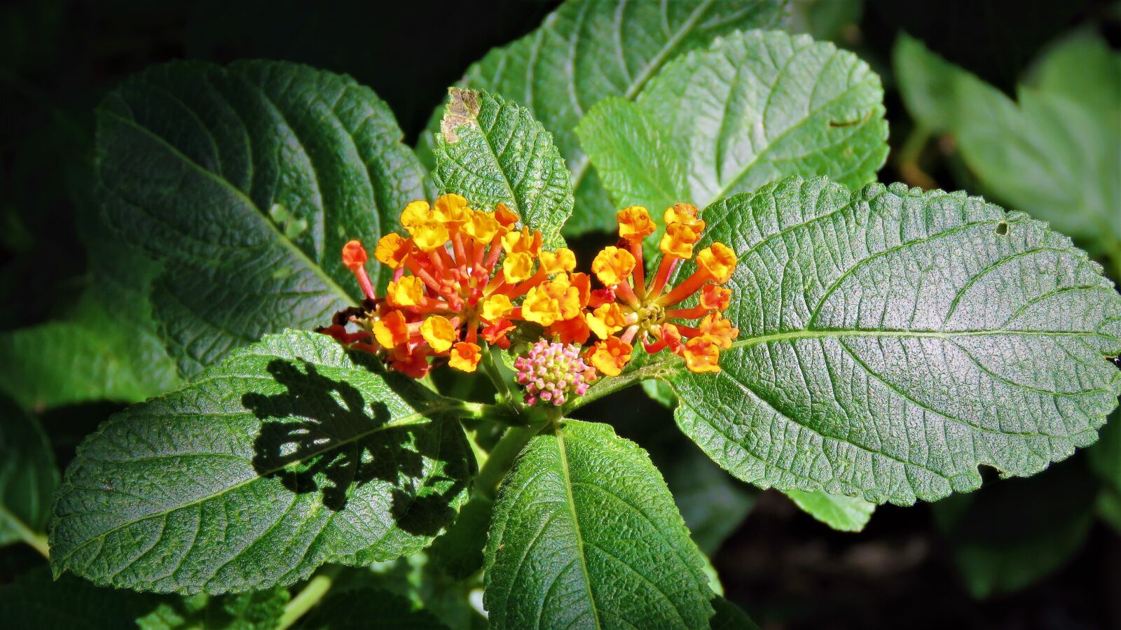 Canon PowerShot SX60 HS sample photo. Flowers, orange, yellow photography