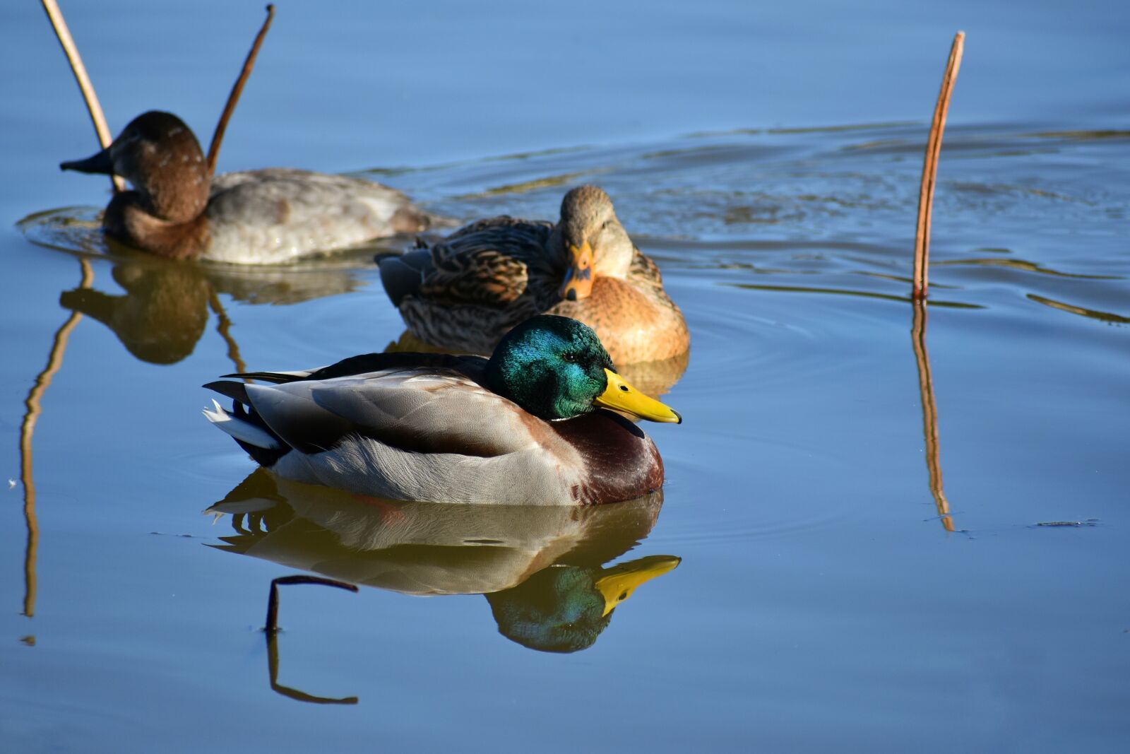 Nikon D7200 sample photo. Animal, lake, waterside photography