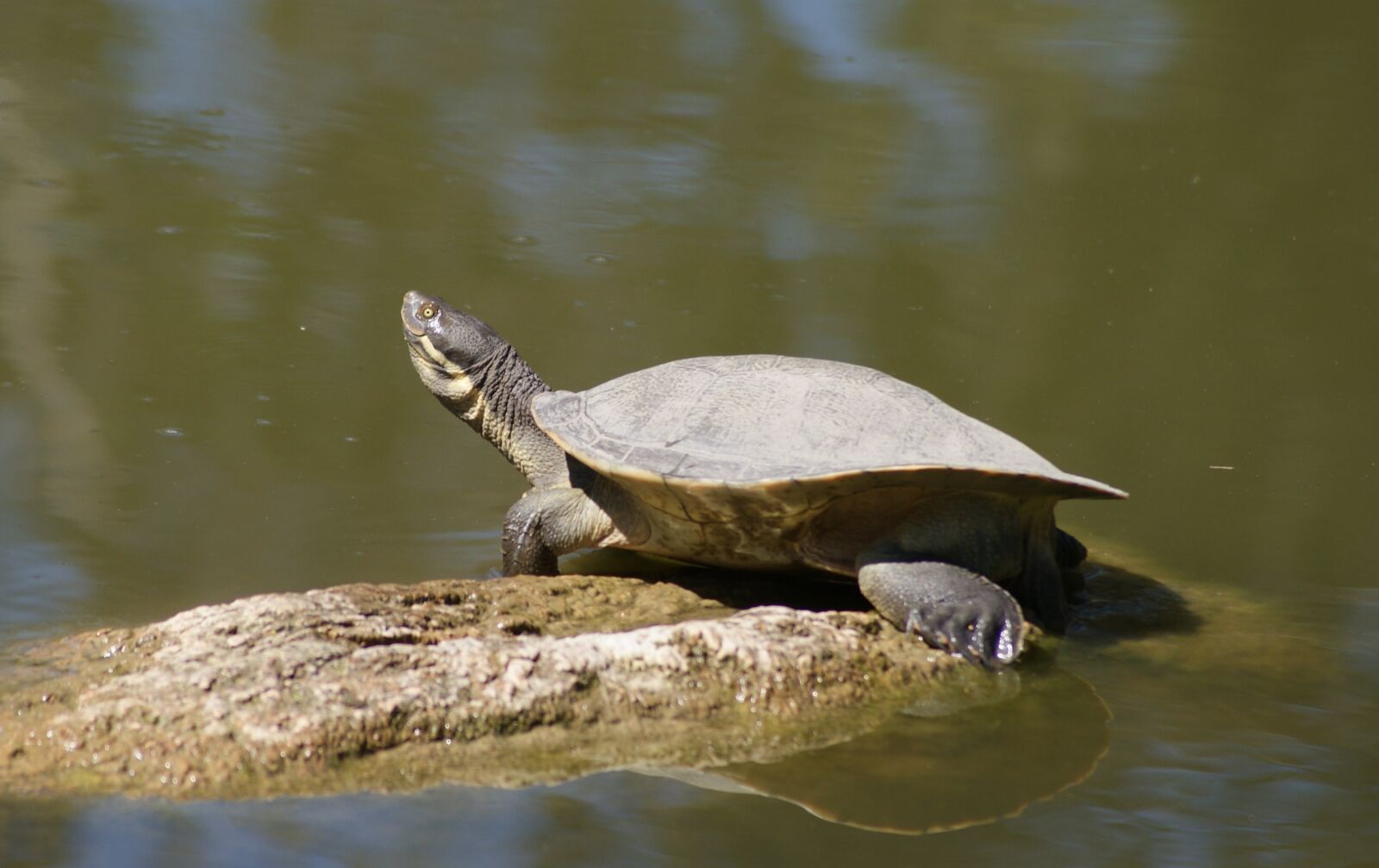 Sony Alpha DSLR-A200 sample photo. Tortoise, male, rock photography