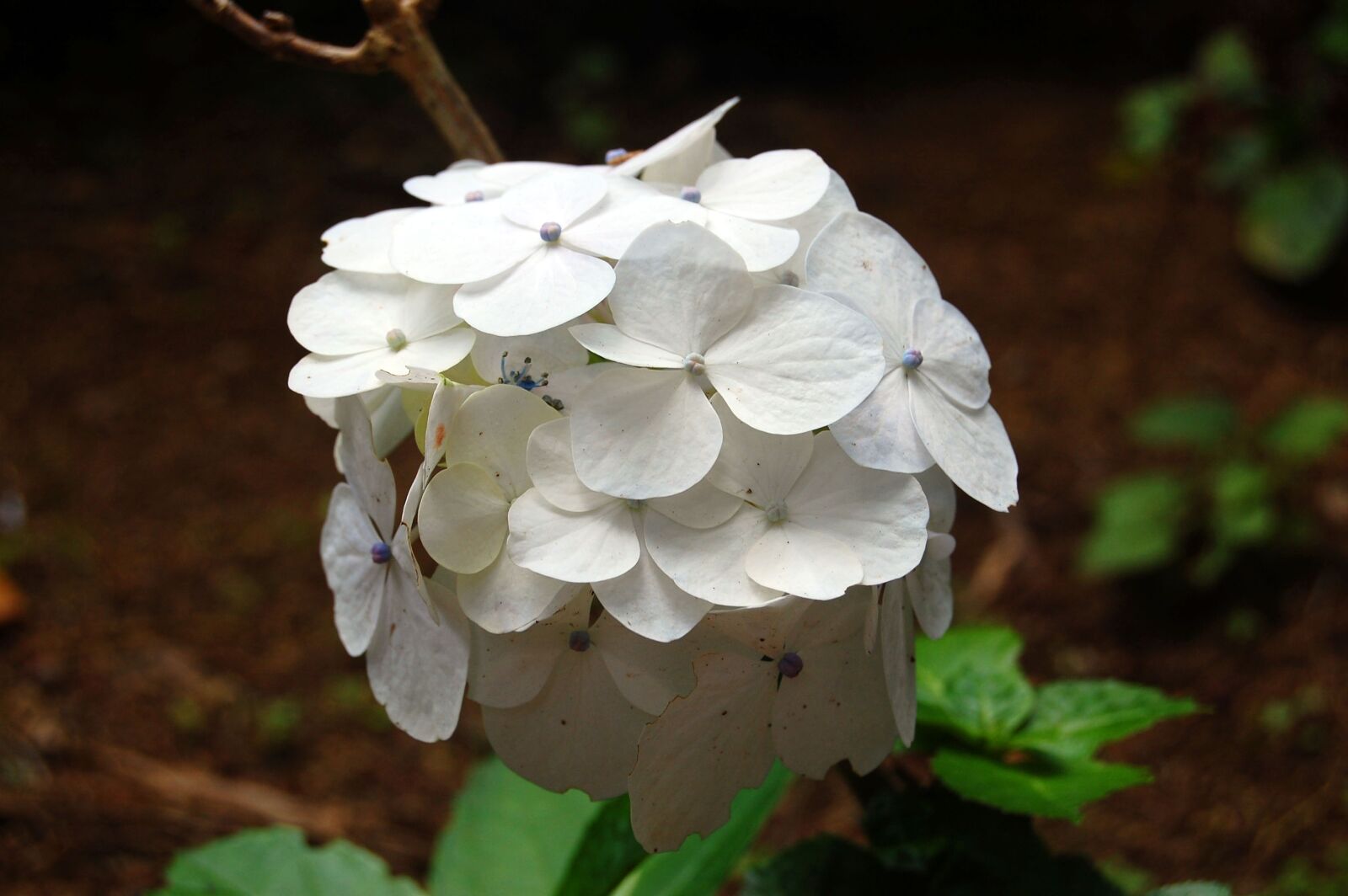 Nikon D40 sample photo. Flower, white, white flower photography