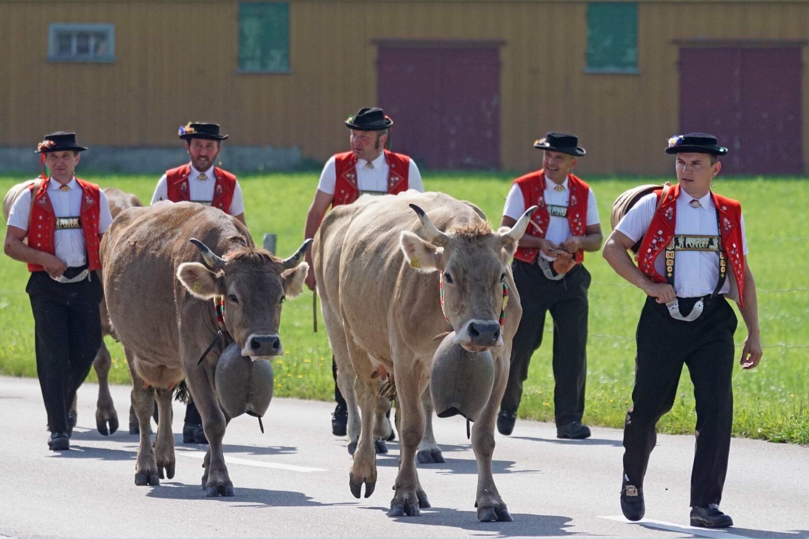 Sony ILCA-77M2 sample photo. People, cattle, man, bell photography