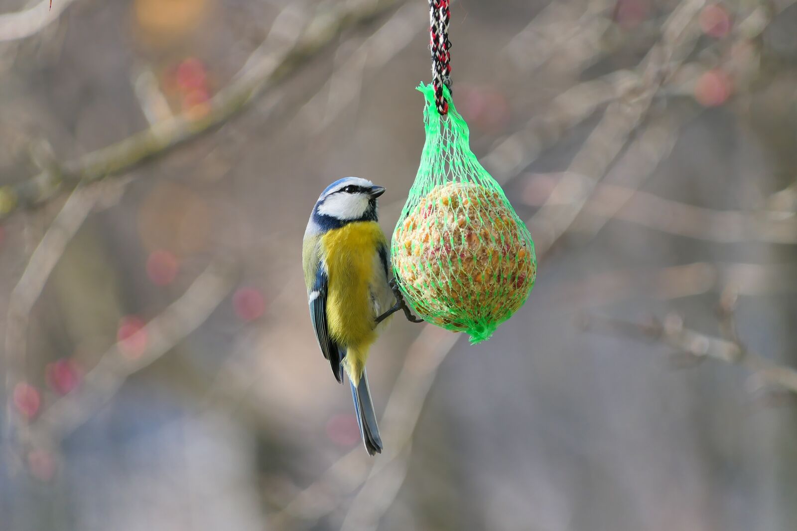 Panasonic Lumix DMC-FZ2500 (Lumix DMC-FZ2000) sample photo. Crested tit, blue tit photography