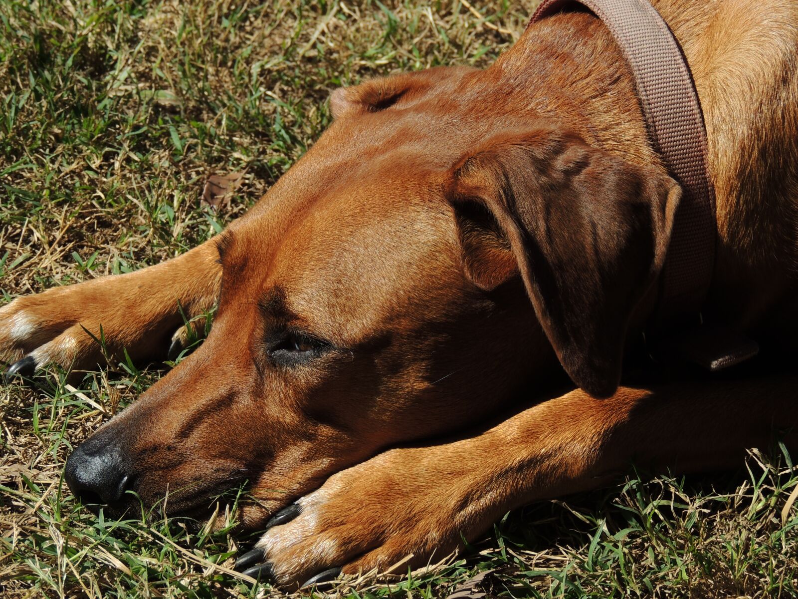 Nikon Coolpix P510 sample photo. Dog, pet, animal photography