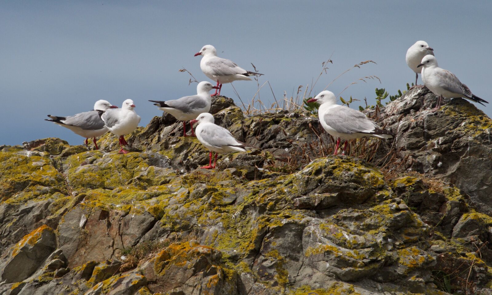 Canon PowerShot G7 X sample photo. Sea gulls, gulls, rocks photography