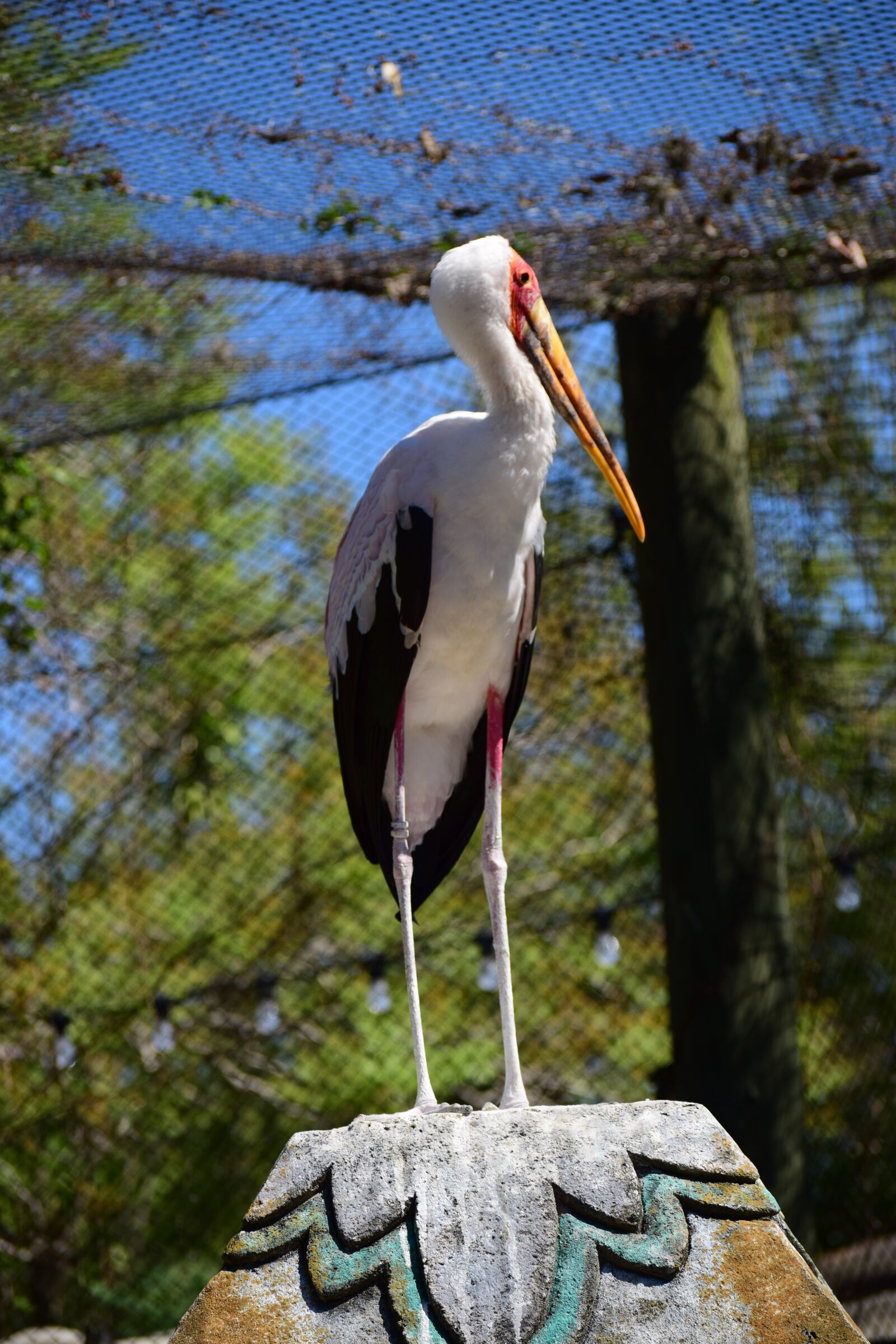 Nikon D5300 sample photo. Bird, zoo, wildlife photography
