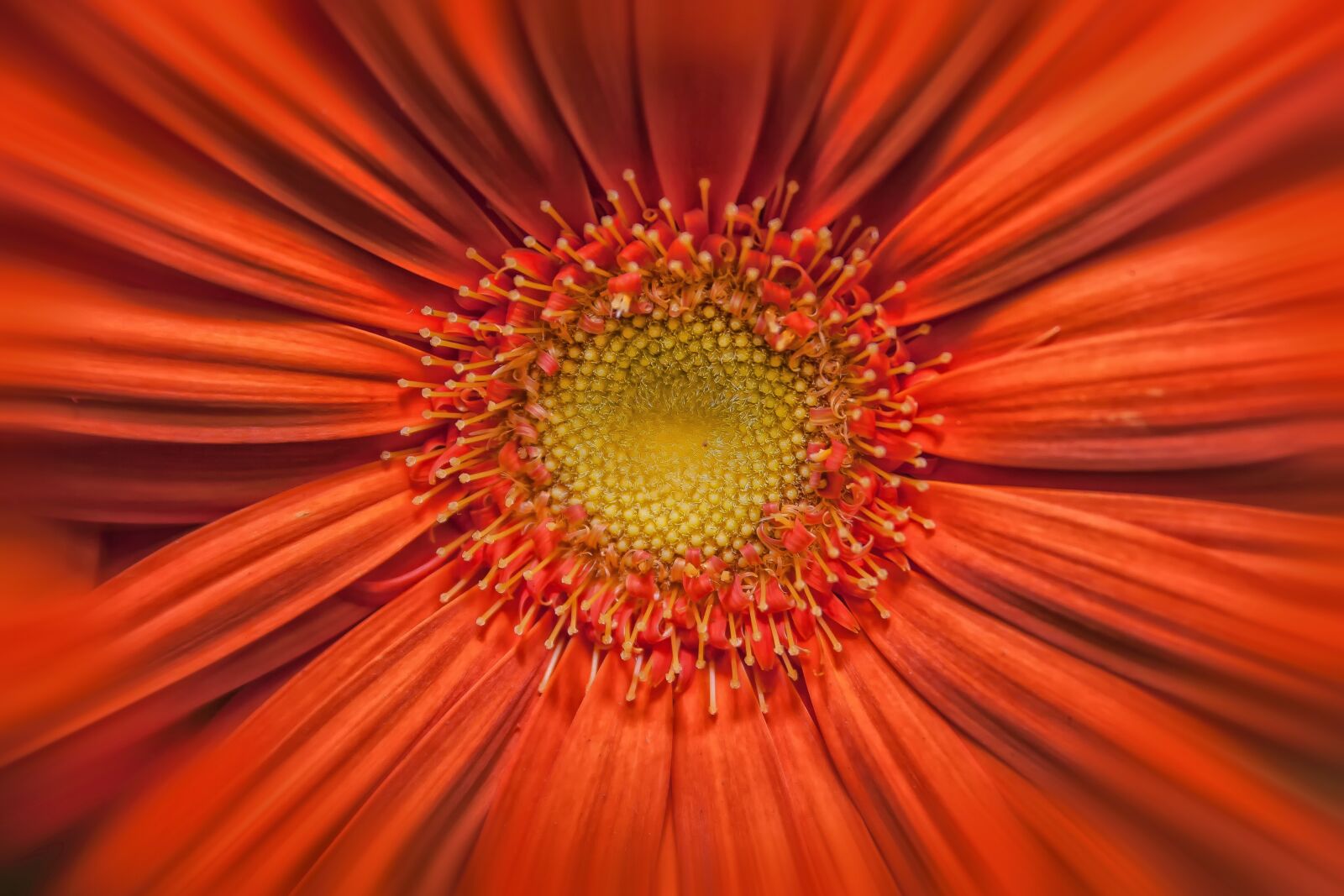 Canon EF-S 18-55mm F3.5-5.6 II sample photo. Gerbera, orange, yellow photography
