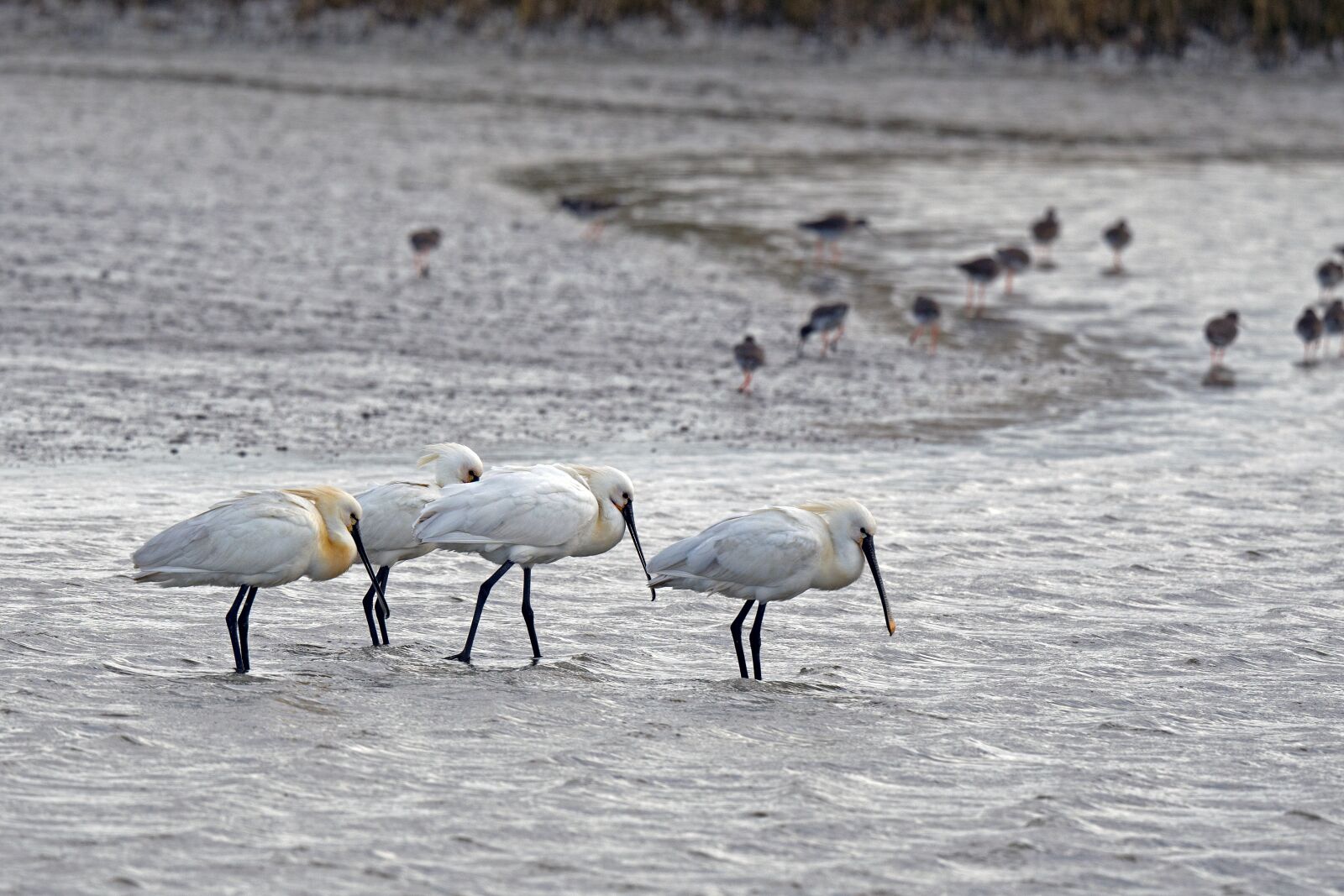 Nikon D500 sample photo. Löffler, birds, animals photography