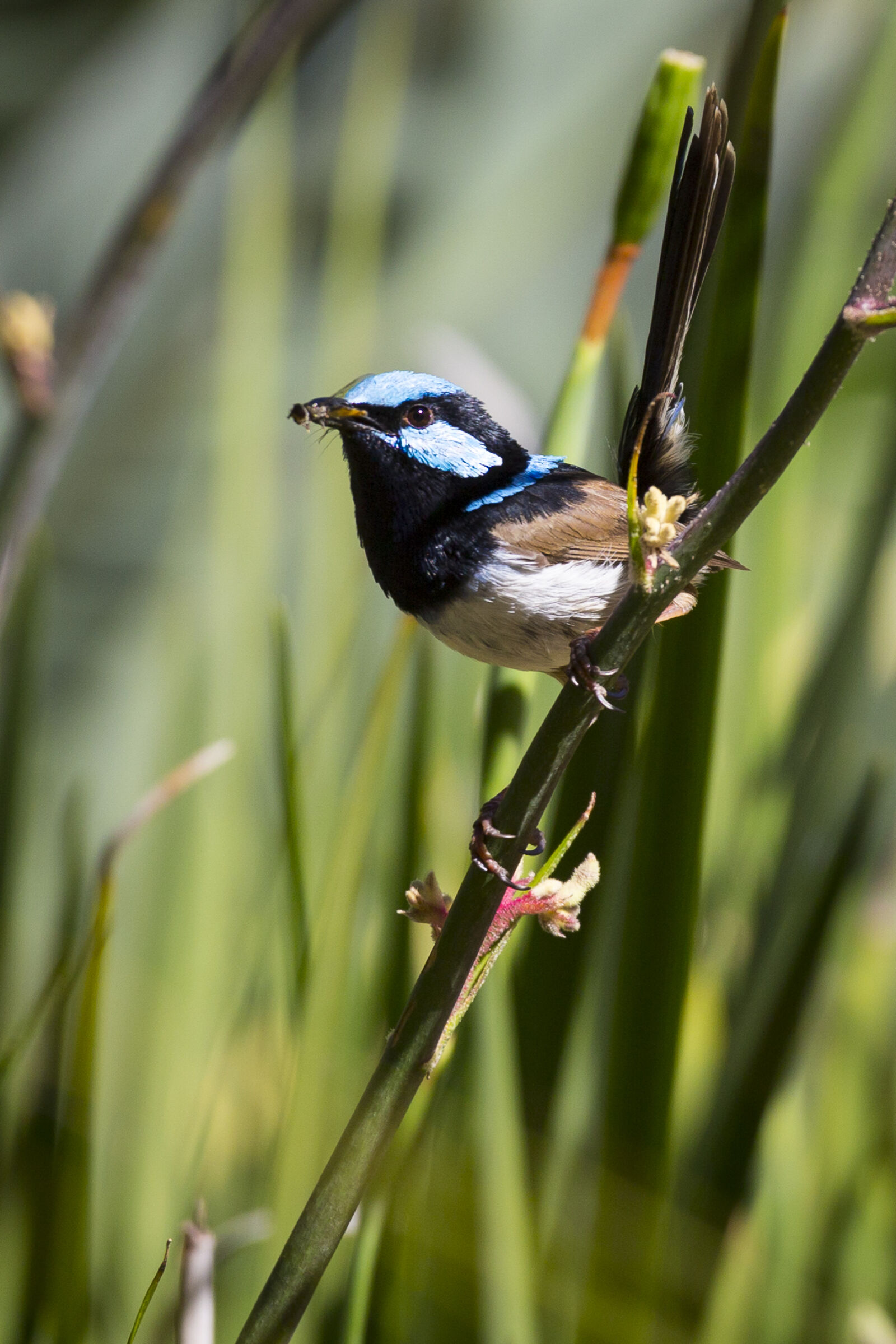 Canon EF 70-200mm F4L USM sample photo. Australia, bird, nature, wren photography