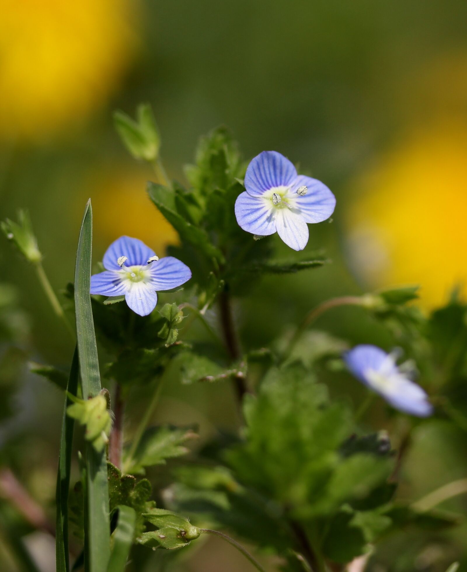 Canon EF-S 60mm F2.8 Macro USM sample photo. Flower, blue, small photography