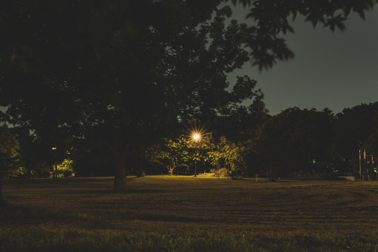 30mm F1.4 DC DN | Contemporary 016 sample photo. Night, park, summer photography