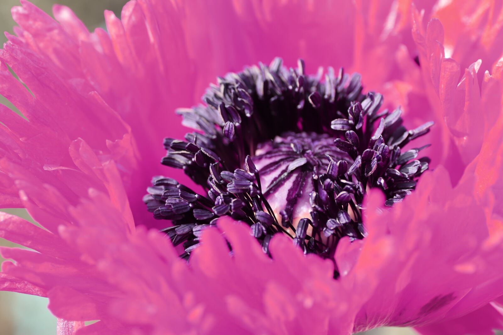 Tamron SP 90mm F2.8 Di VC USD 1:1 Macro sample photo. Poppy, pink, blossom photography