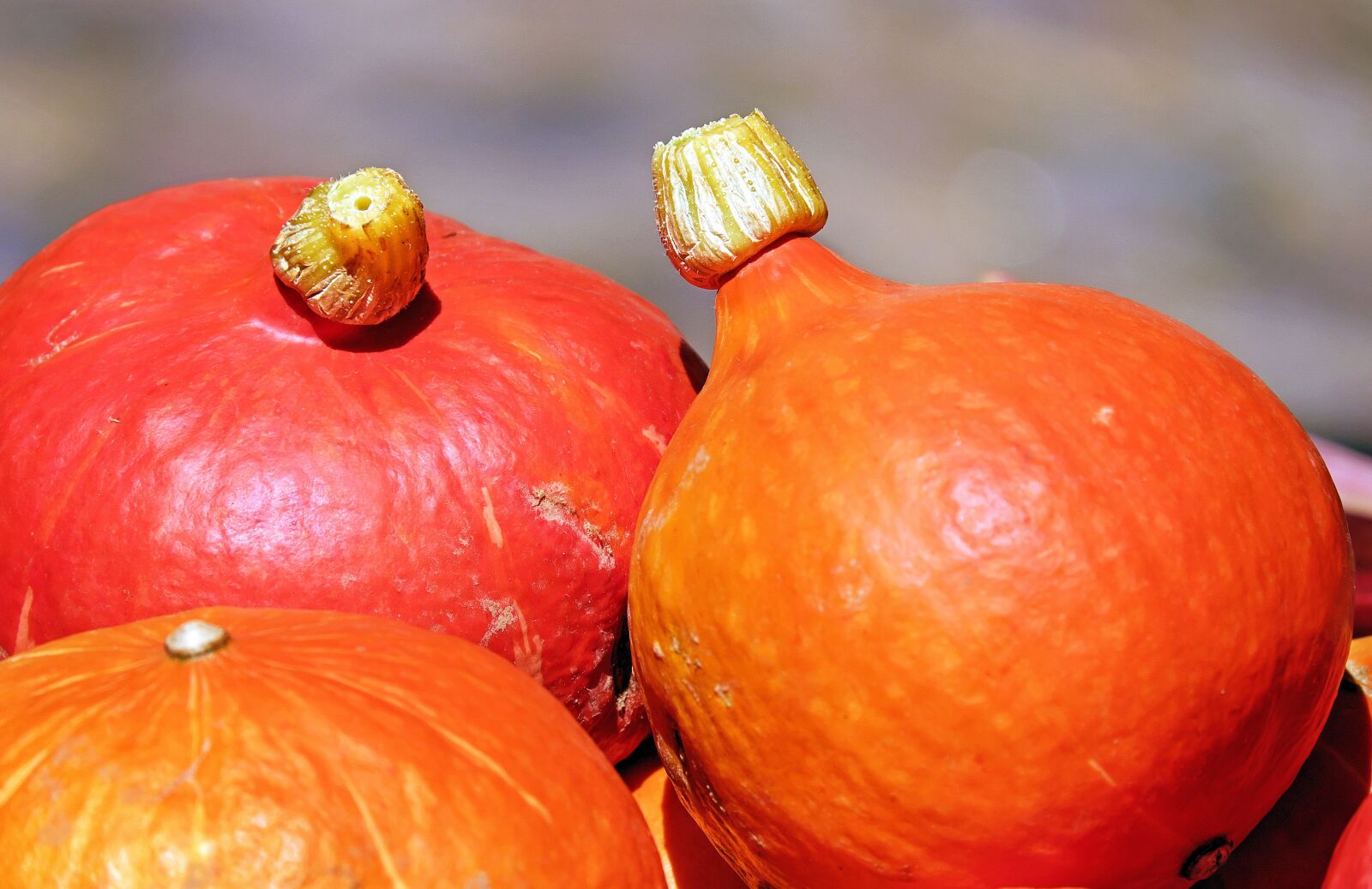 Fujifilm X-T10 + Fujifilm XC 50-230mm F4.5-6.7 OIS sample photo. Pumpkin, hokkaidokürbis, fruit photography