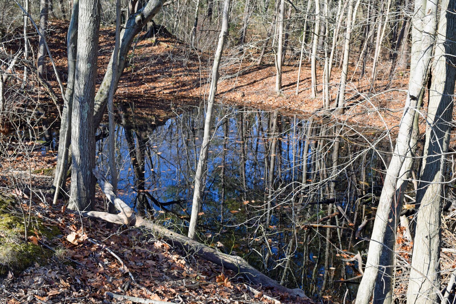 Nikon D3300 sample photo. Pond, forest, park photography