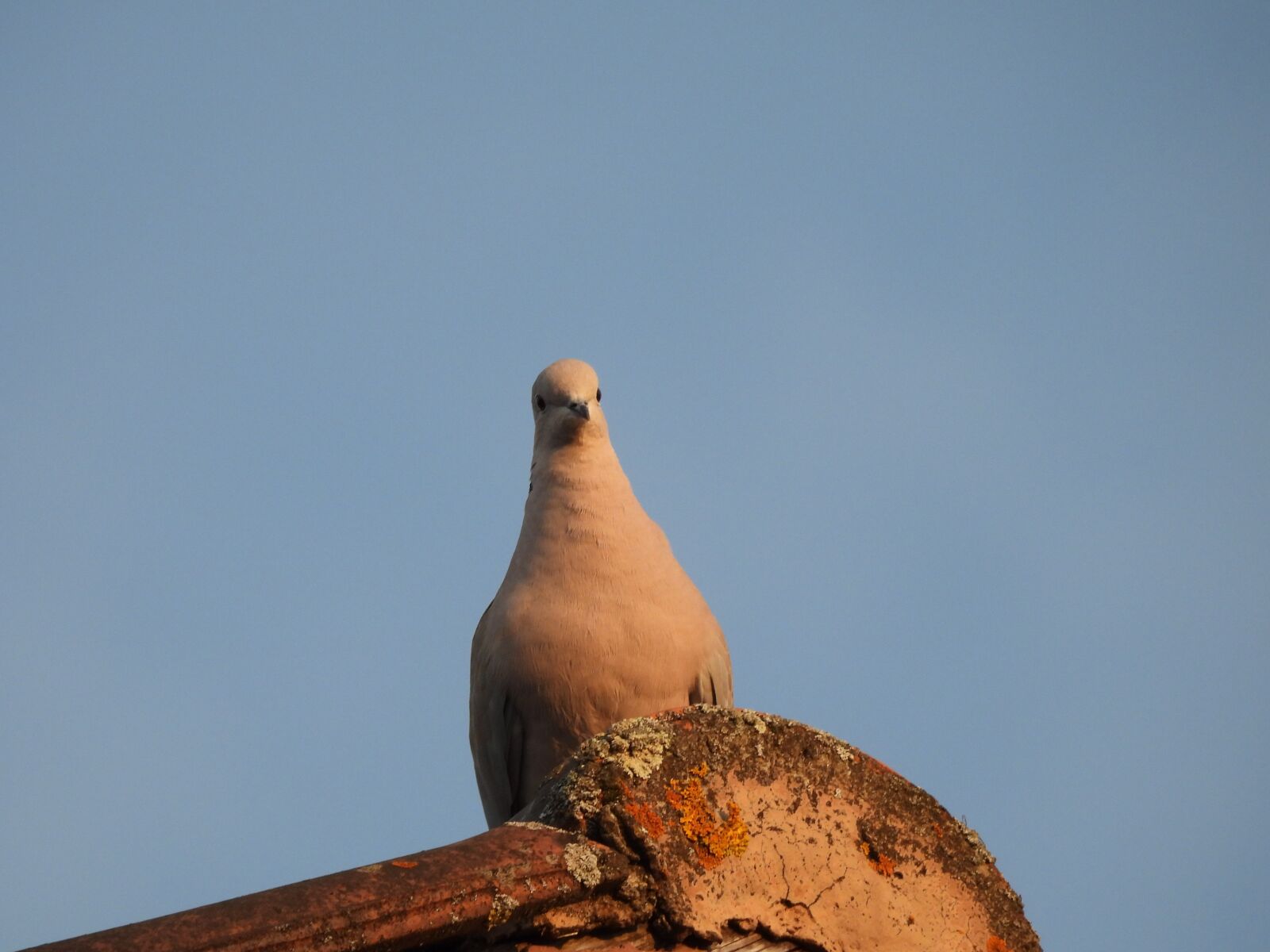 Nikon Coolpix P950 sample photo. Dove, roof, bird photography