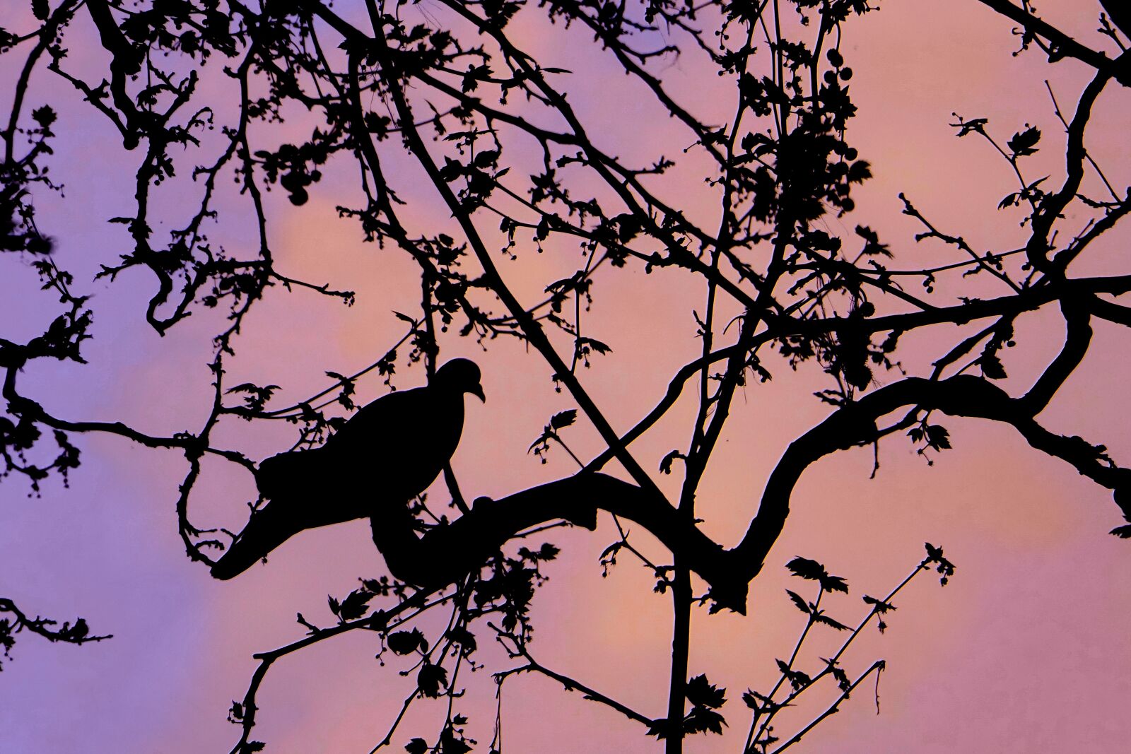 Sony Cyber-shot DSC-RX10 III sample photo. Tree, nature, dove photography