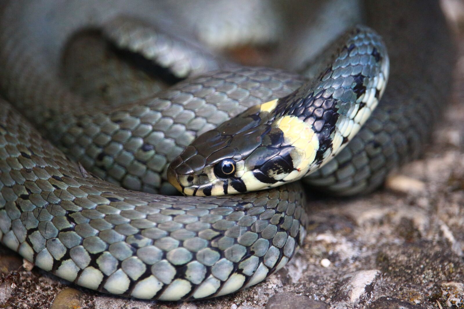 Canon EOS 100D (EOS Rebel SL1 / EOS Kiss X7) sample photo. Snake, grass snake, natter photography