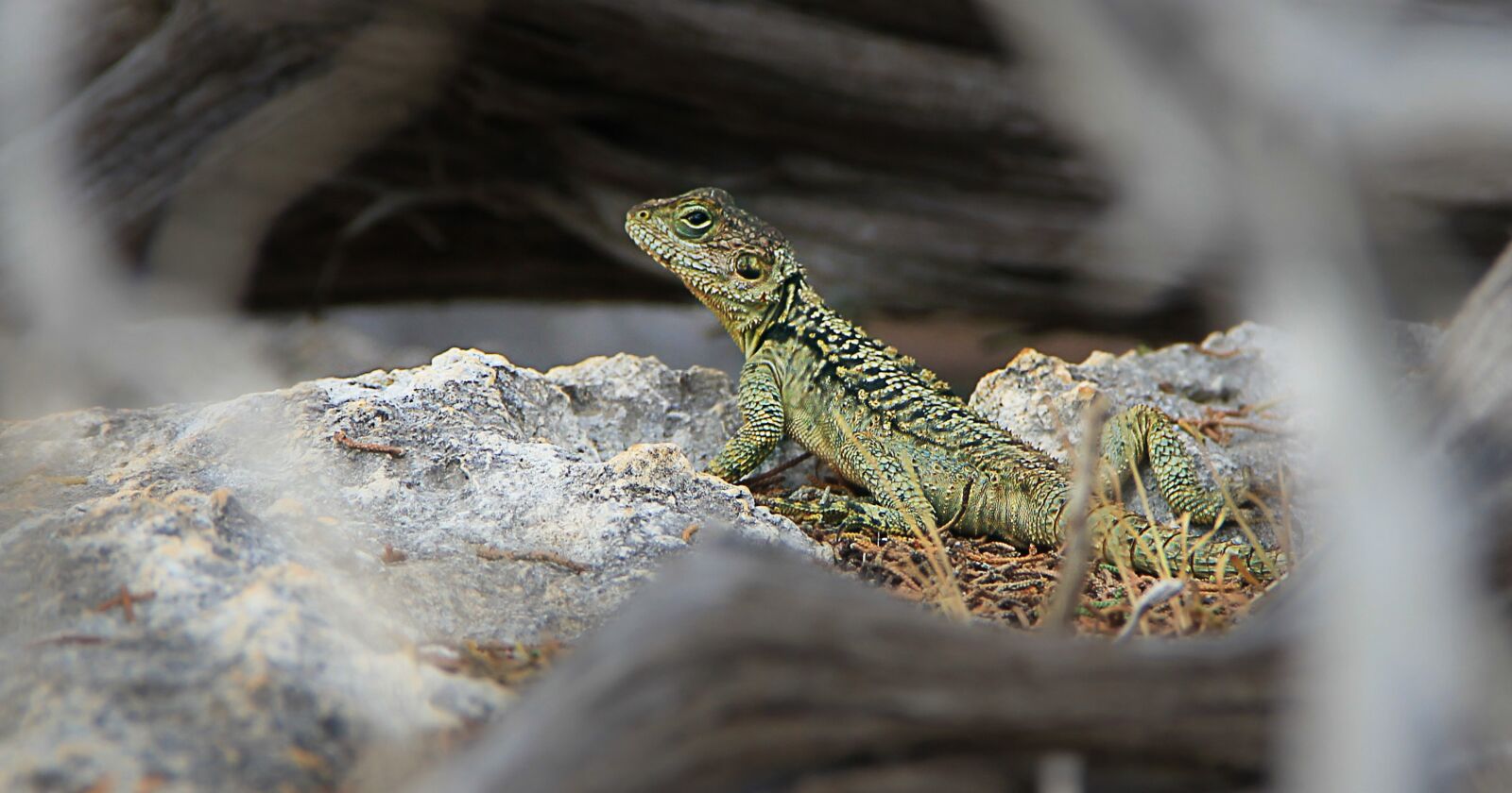 Canon EOS 550D (EOS Rebel T2i / EOS Kiss X4) sample photo. Lizard, cyprus, reptile photography
