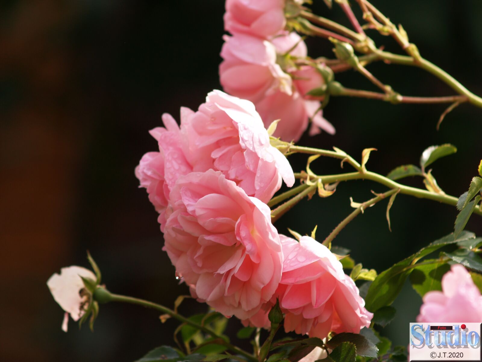 Olympus E-500 (EVOLT E-500) sample photo. Flowers, spring, roses photography