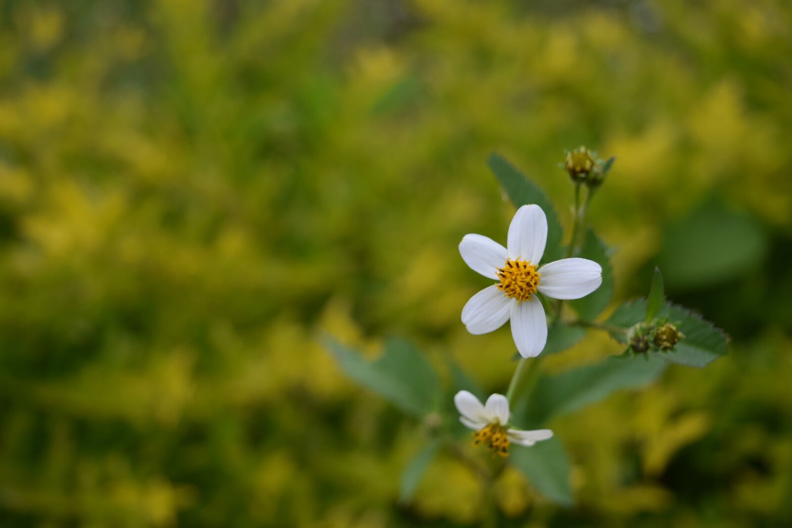 Nikon D3300 sample photo. Flower, nature, blur photography