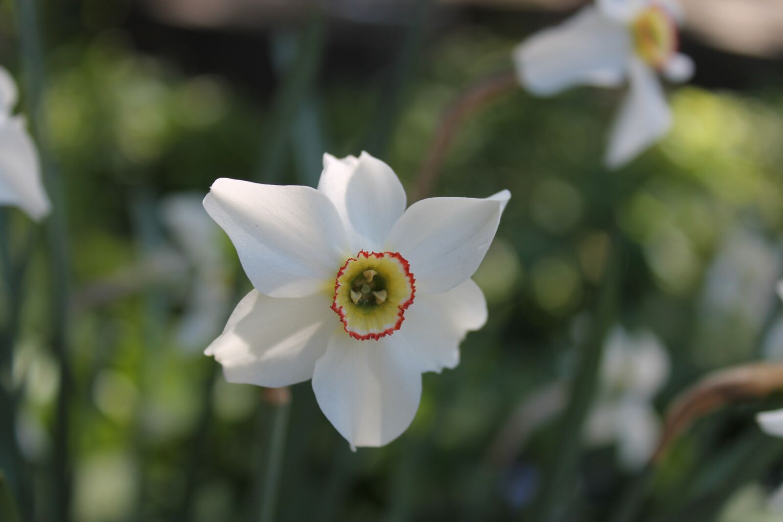 Canon EOS 1100D (EOS Rebel T3 / EOS Kiss X50) sample photo. Flower, nature, plant photography