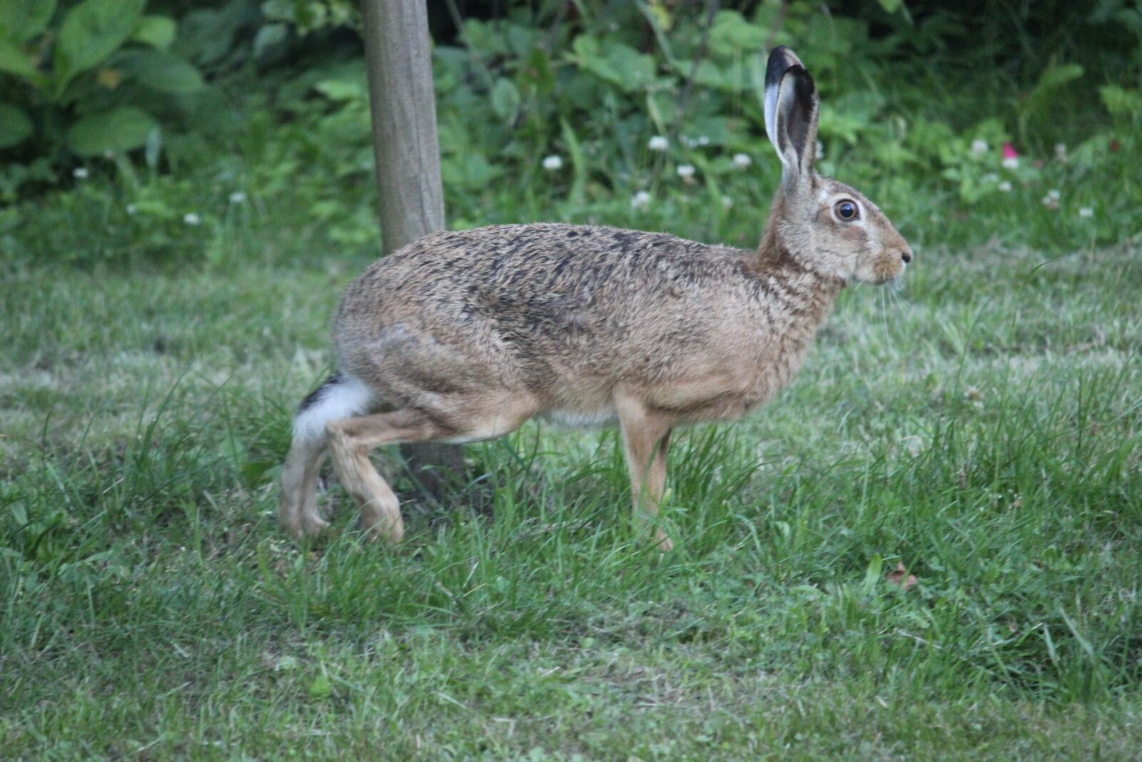 Canon EOS 600D (Rebel EOS T3i / EOS Kiss X5) sample photo. Hare, nature recording, wild photography