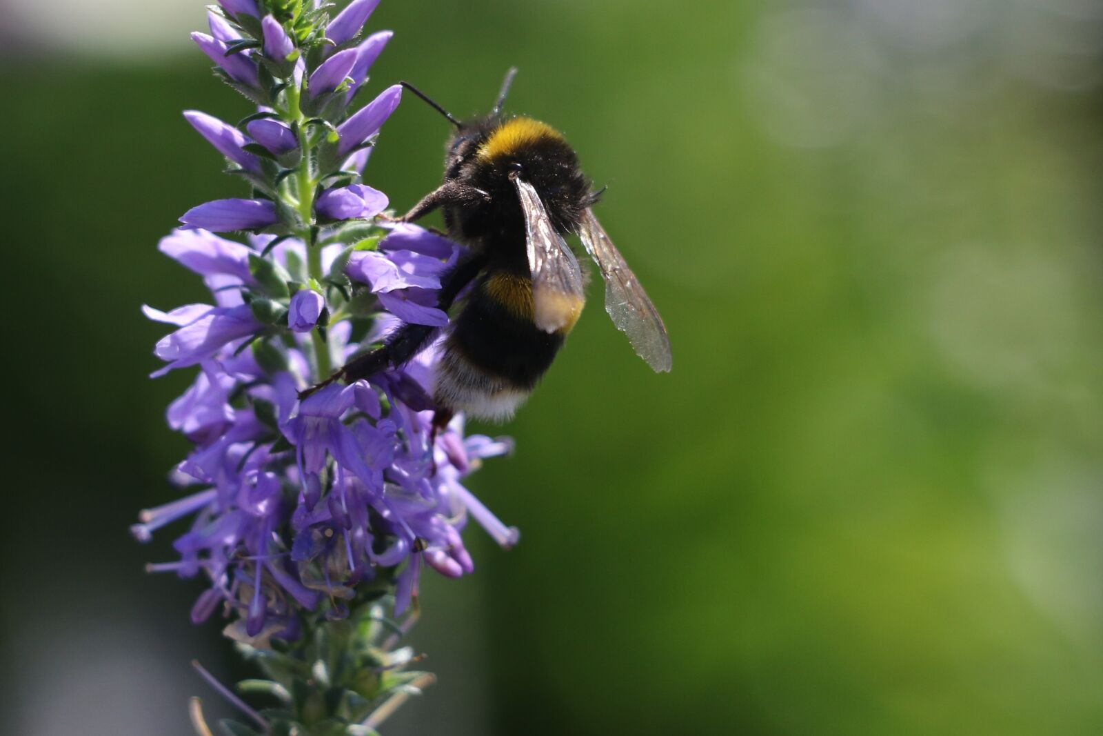 Canon EOS 7D Mark II sample photo. Wasps, bees, insect photography