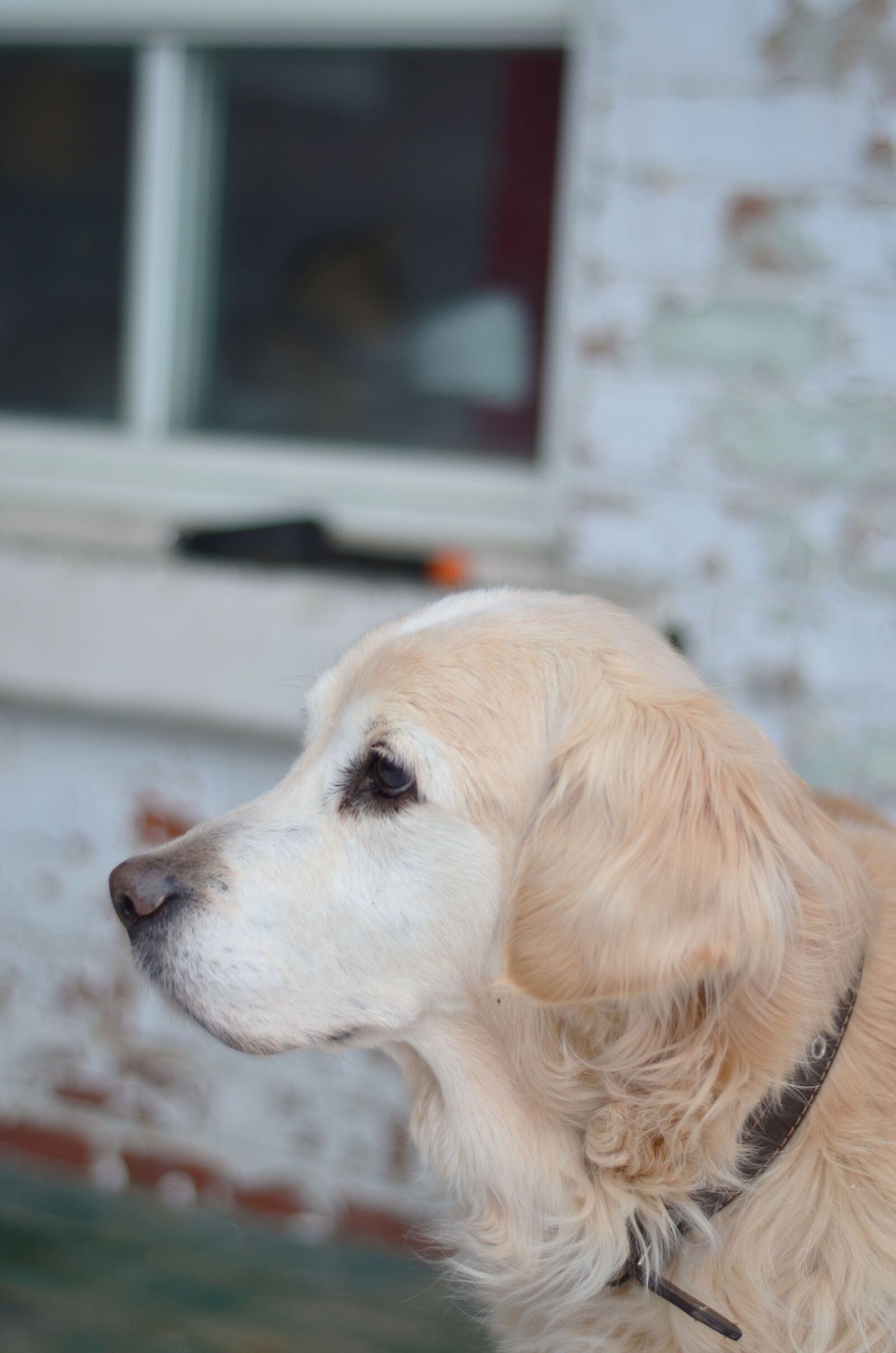 Nikon D5100 sample photo. Dog, golden retriever, golden photography