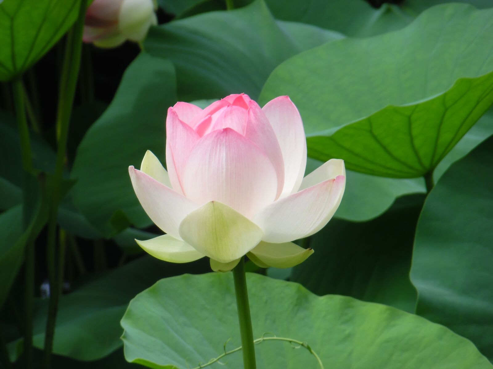 Samsung WB35F/WB36F/WB37F sample photo. Lotus, flower, pond photography