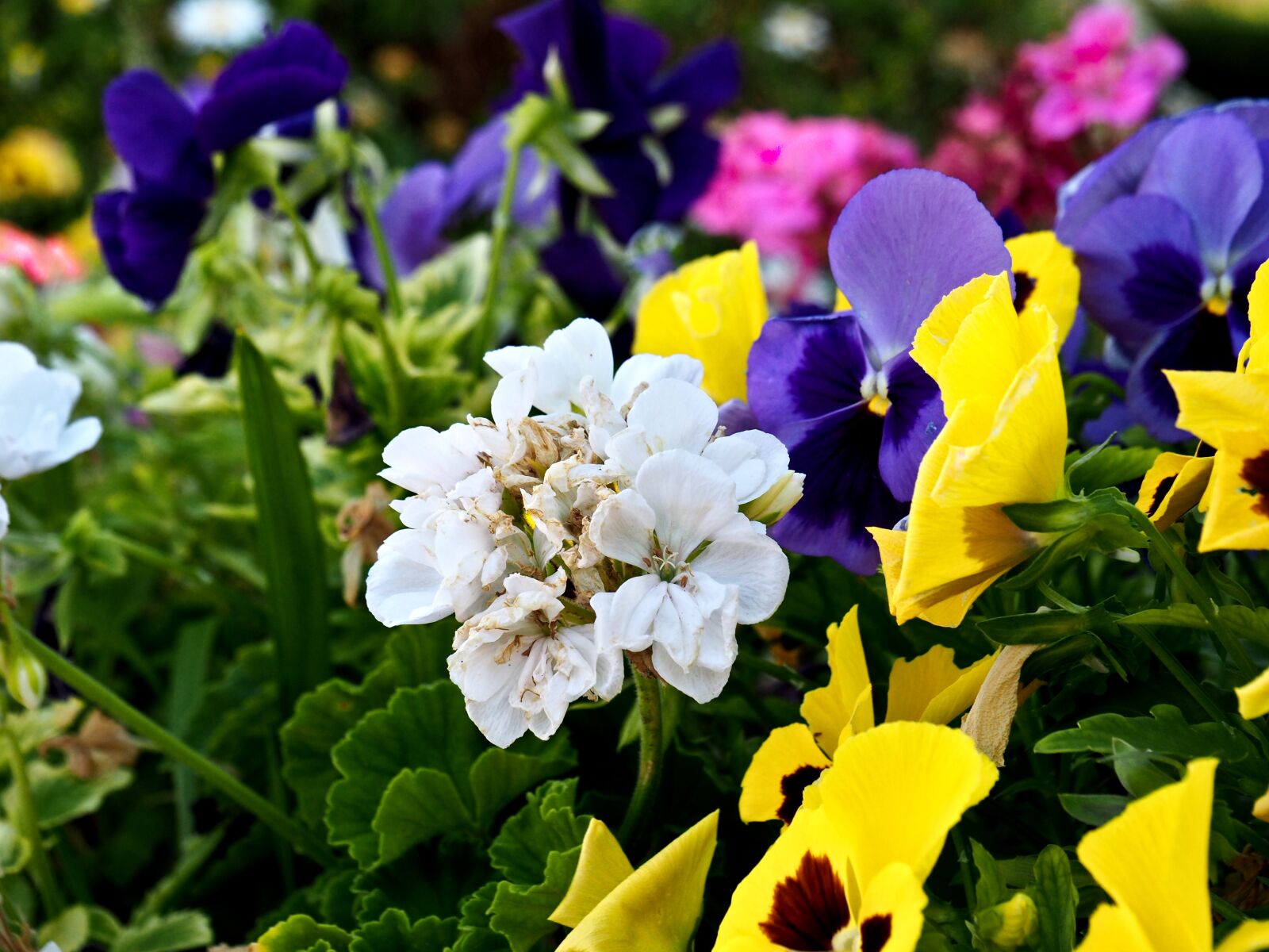 Olympus OM-D E-M10 II sample photo. Flowers, colors, garden photography