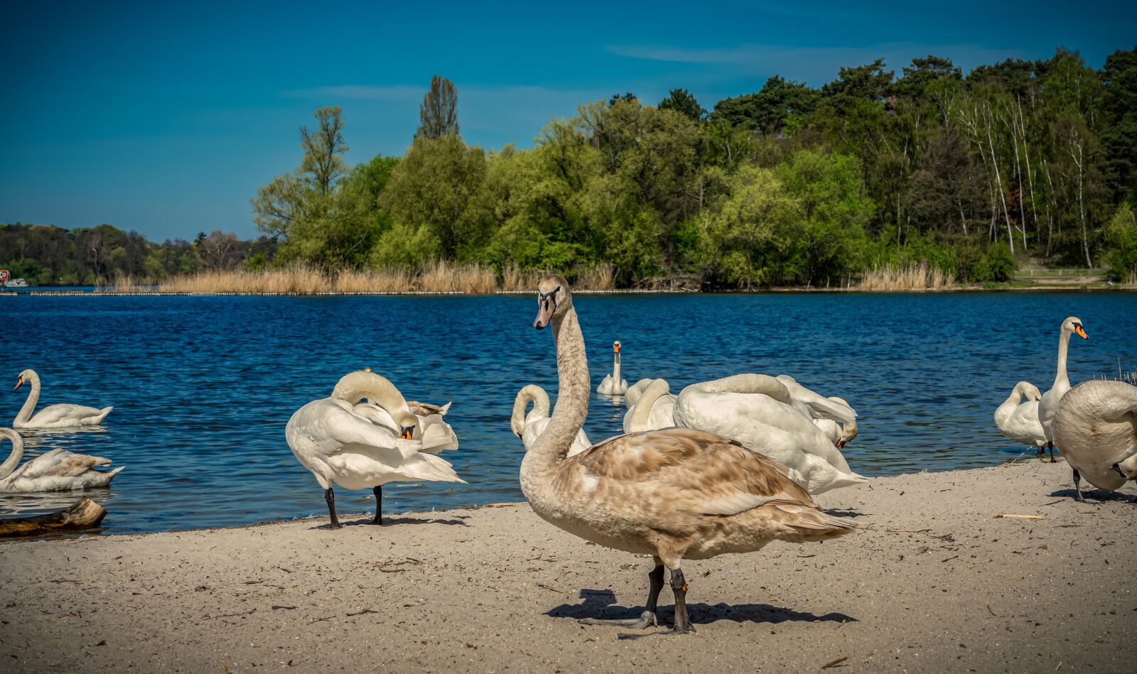 Sony a7 II + Sony FE 28-70mm F3.5-5.6 OSS sample photo. Swan, bank, beach photography