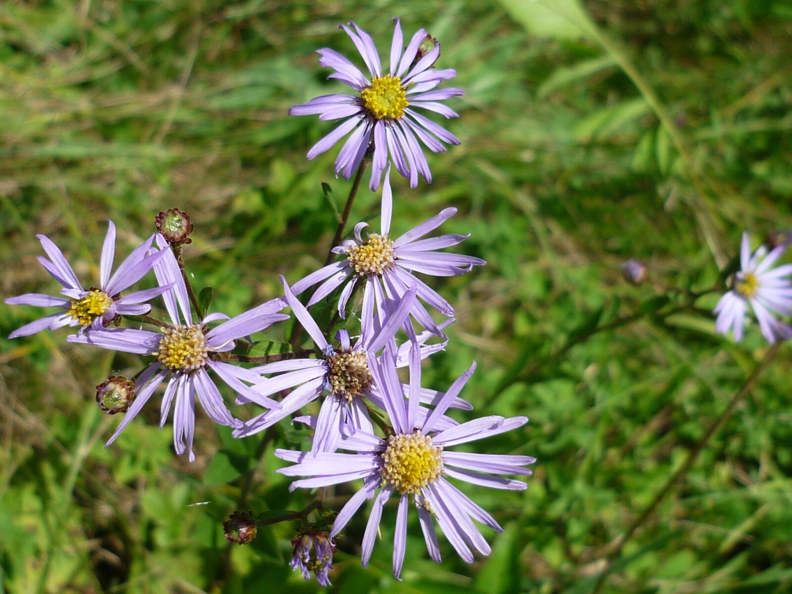 Panasonic Lumix DMC-FS6 sample photo. Mountain aster, wild plant photography
