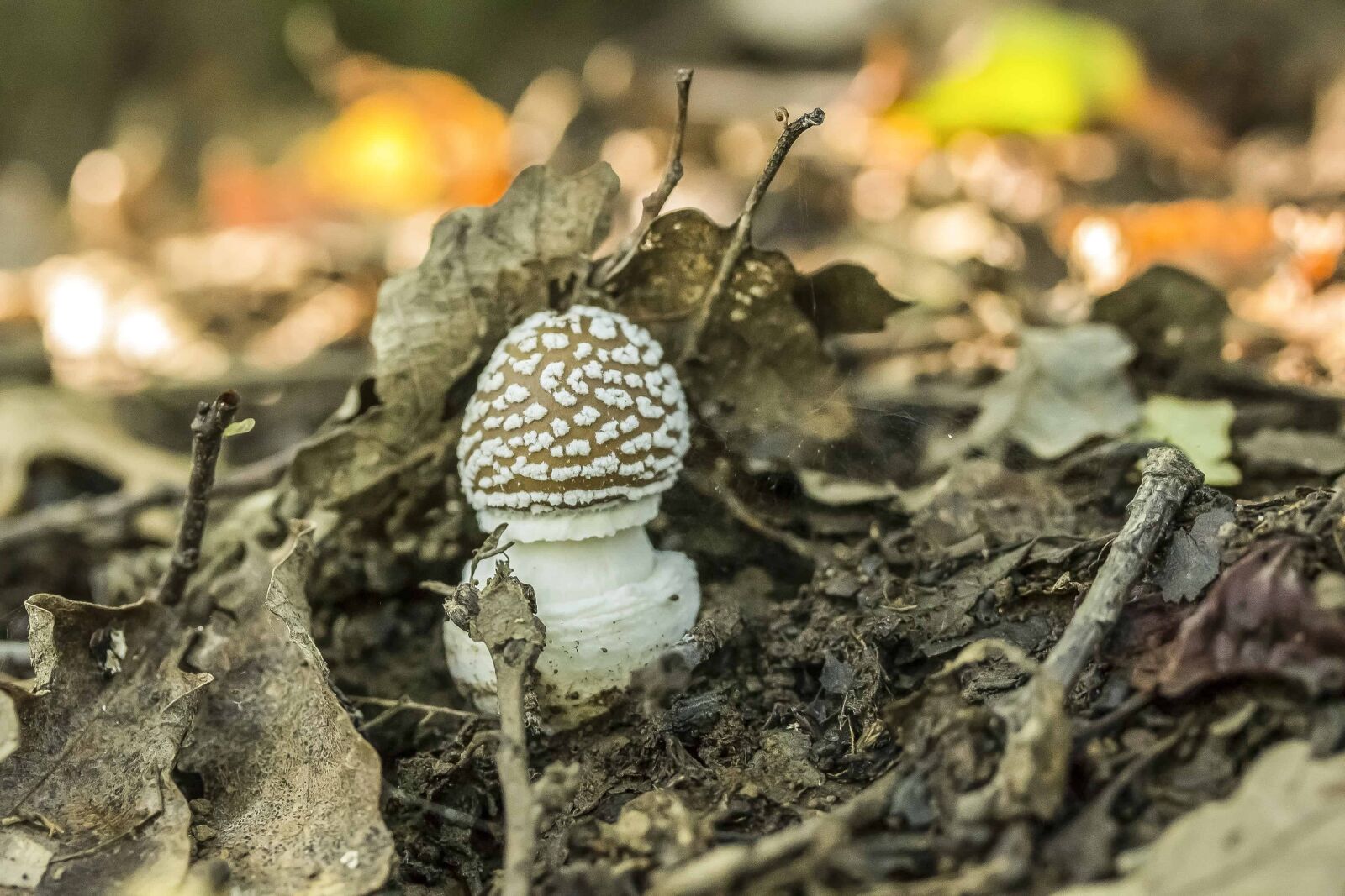 Canon EOS 1100D (EOS Rebel T3 / EOS Kiss X50) sample photo. Daylight, fungus, nature, mushroom photography