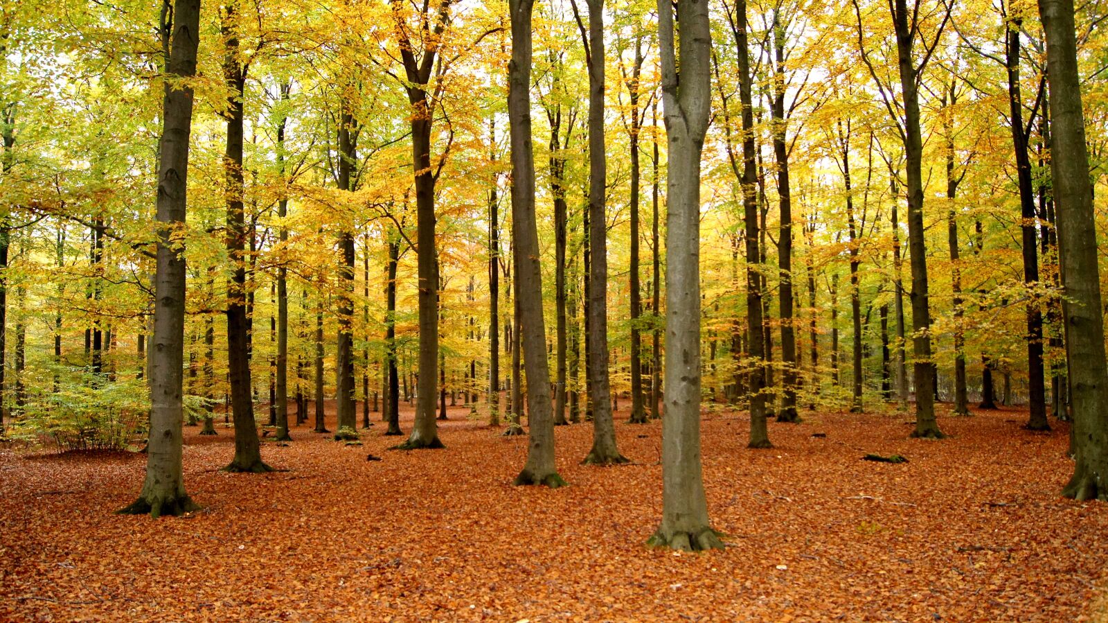 Sony SLT-A35 sample photo. Autumn trees, beech forest photography