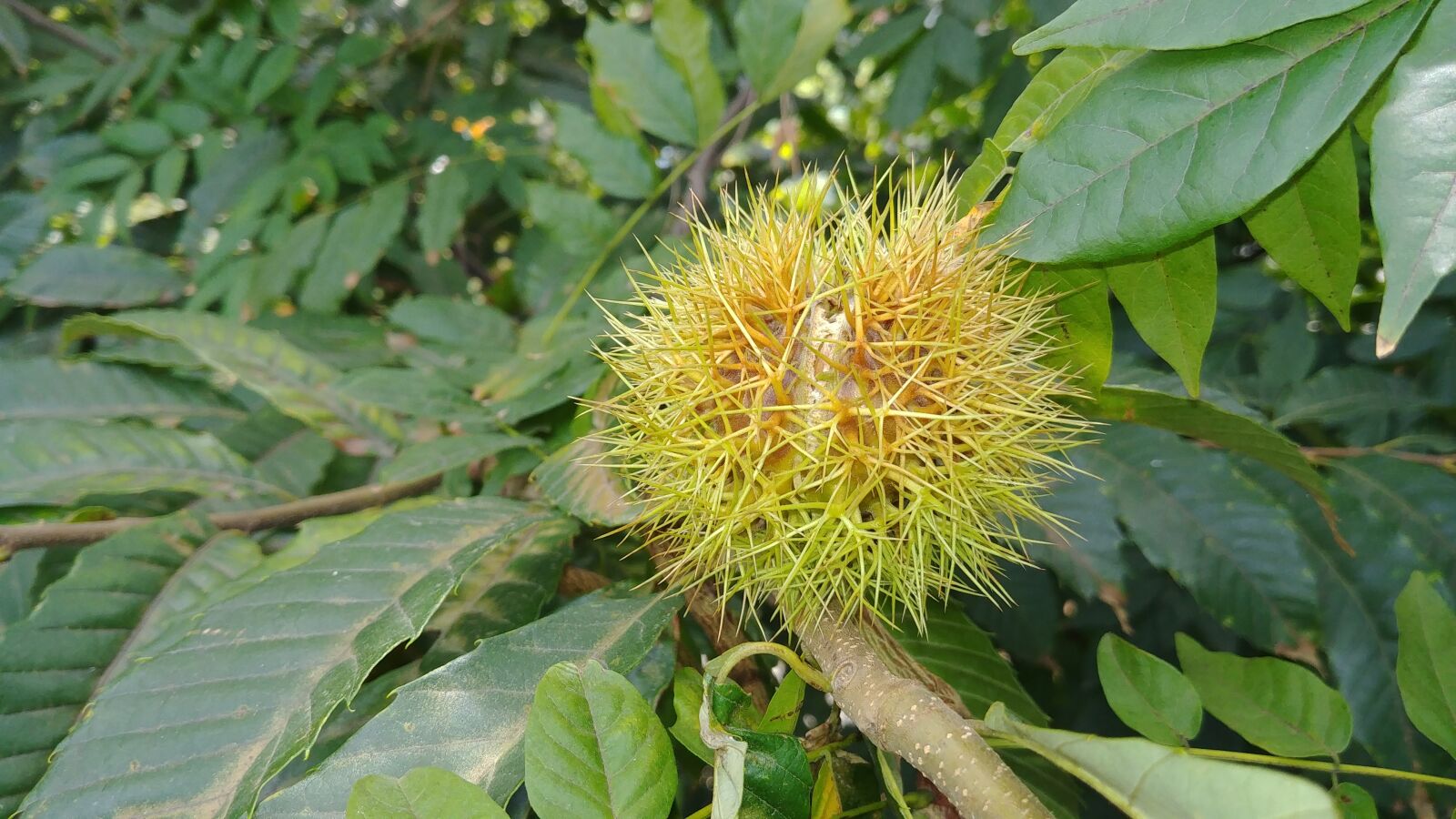 LG G6 sample photo. Plants, nature, leaf photography