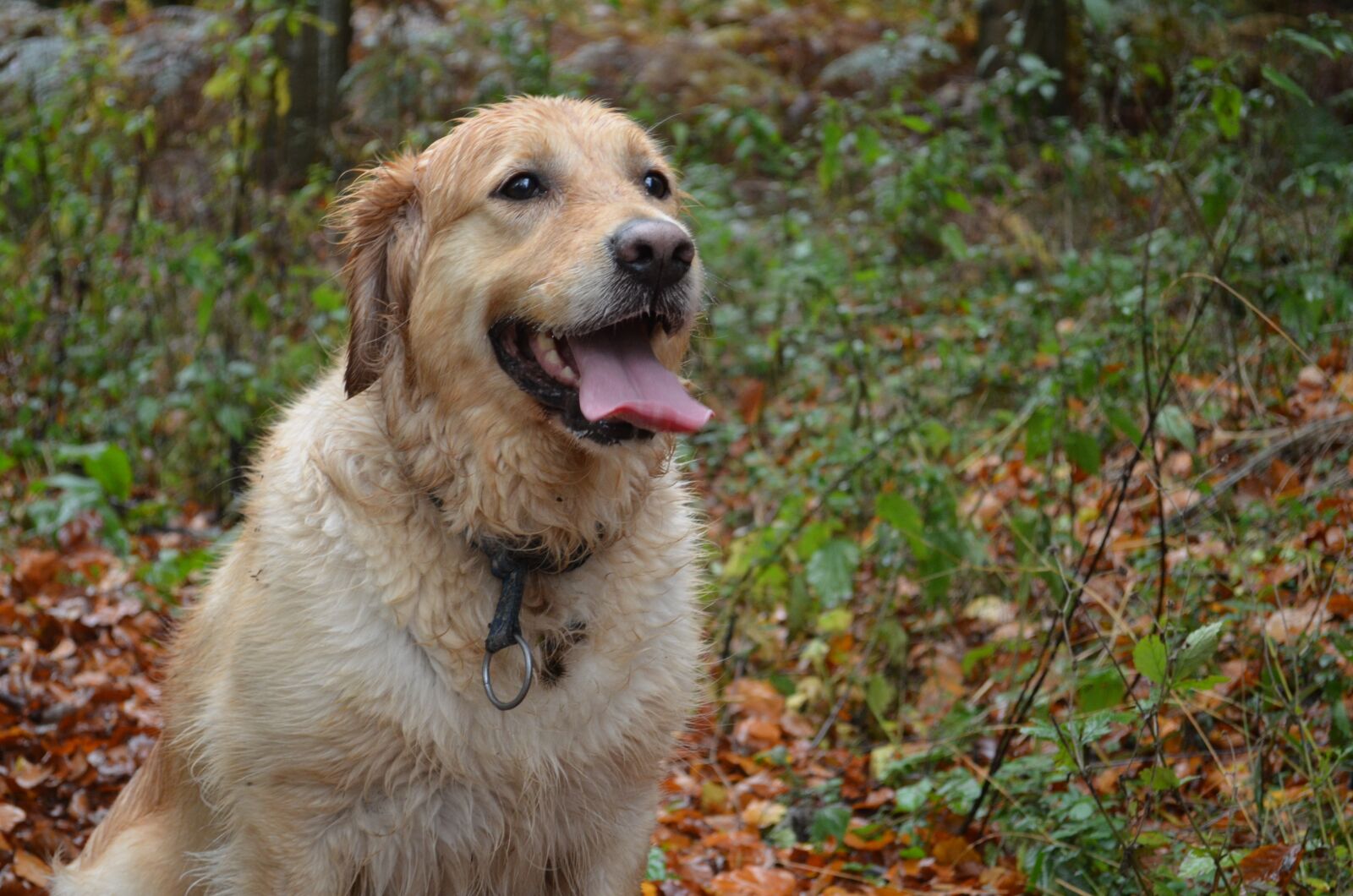 Nikon D5100 sample photo. Dog, autumn, golden retriver photography