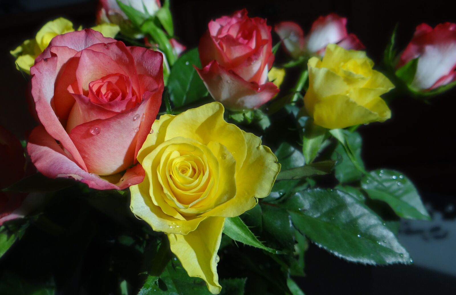 Sony Cyber-shot DSC-HX100V sample photo. Roses, flowers, romantic photography