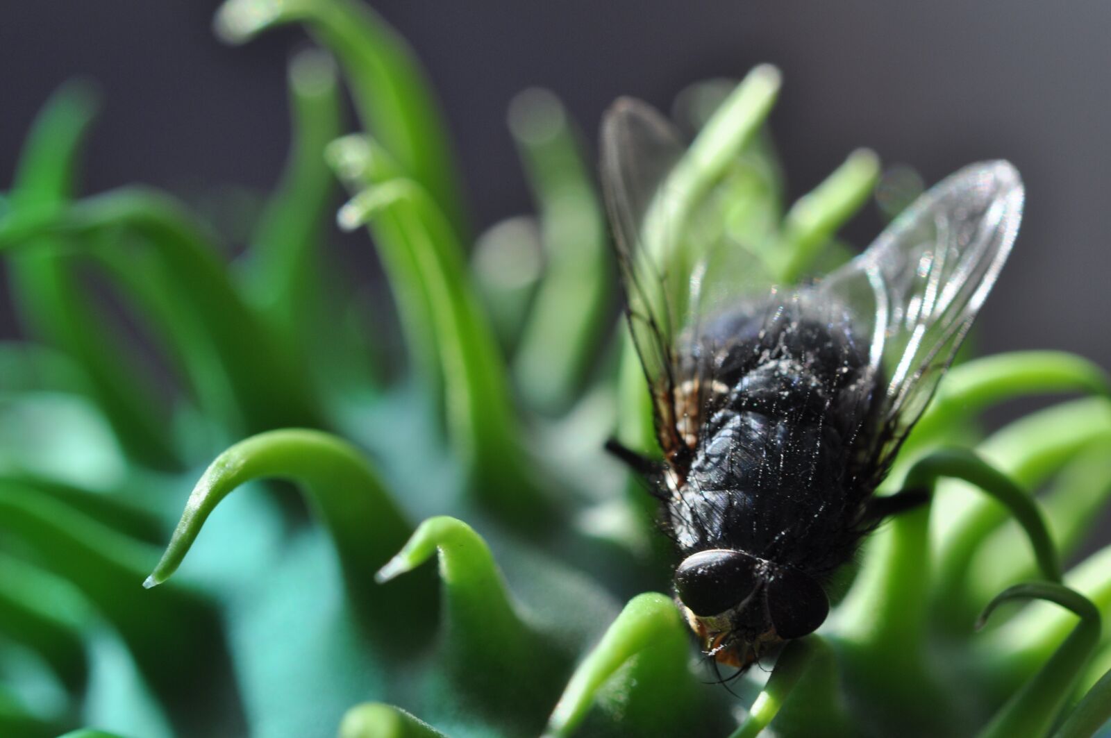 Nikon D5000 sample photo. Macro, ornamental cucumber, plant photography