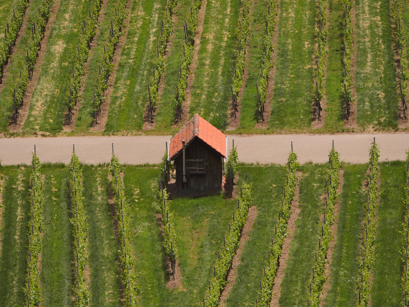 Panasonic Lumix DMC-GX8 sample photo. Vineyard, vineyard cottage, vines photography