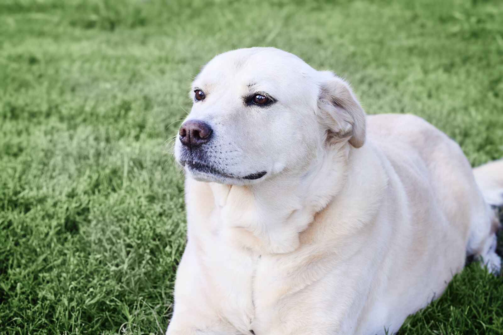 Nikon D5300 sample photo. Dog, labrador, chow photography