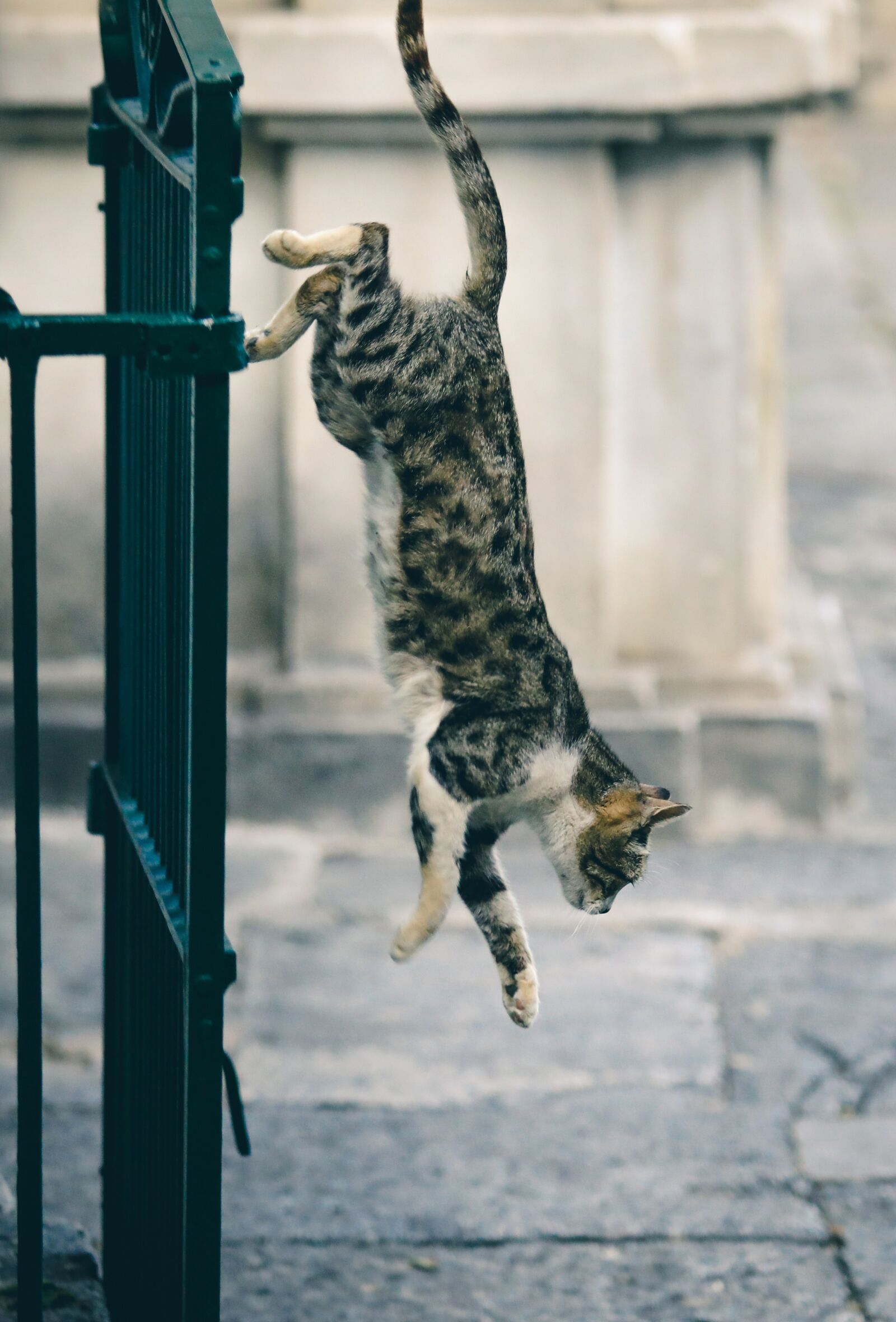Canon EOS 5D Mark IV + Canon EF 70-200mm F2.8L USM sample photo. Cat, jump, hunting photography