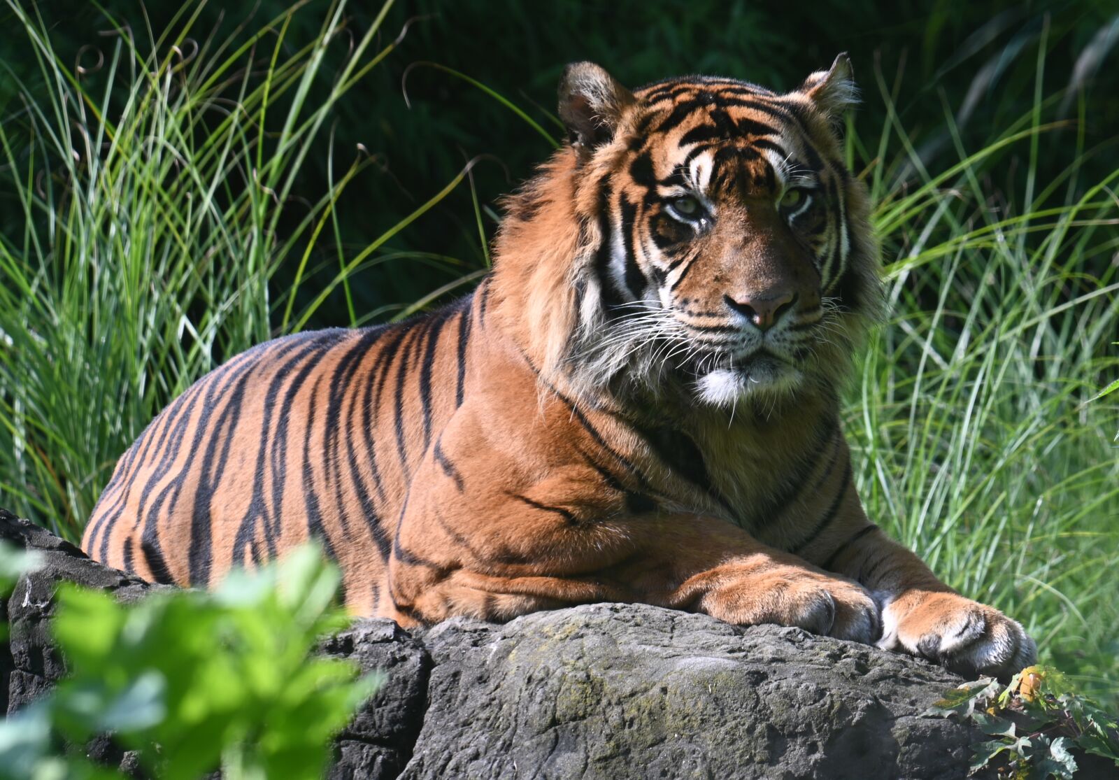 Nikon Z7 sample photo. Tiger, bengal tiger, animal photography