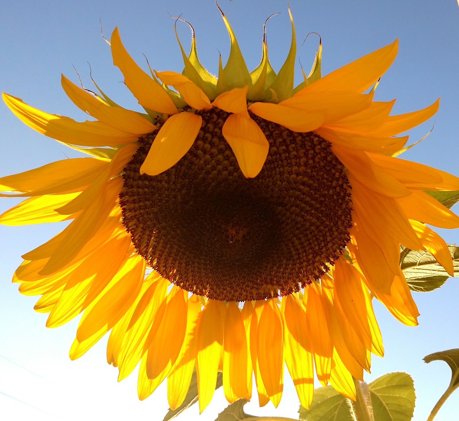 Motorola Droid Turbo sample photo. Sun flower, yellow, sun photography