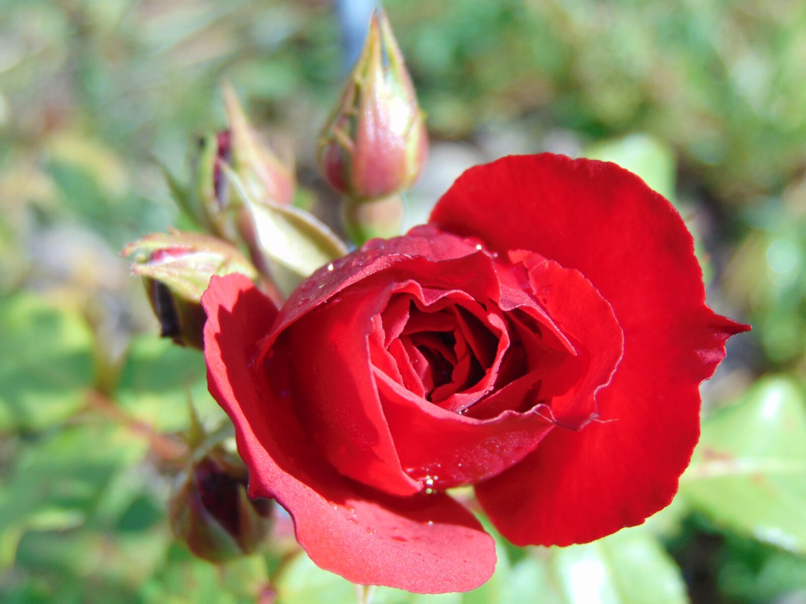 Sony Cyber-shot DSC-H300 sample photo. Rose, red, petals photography