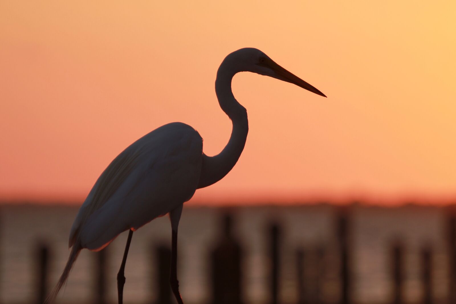 Canon EOS 550D (EOS Rebel T2i / EOS Kiss X4) sample photo. Water bird, afterglow, sunset photography