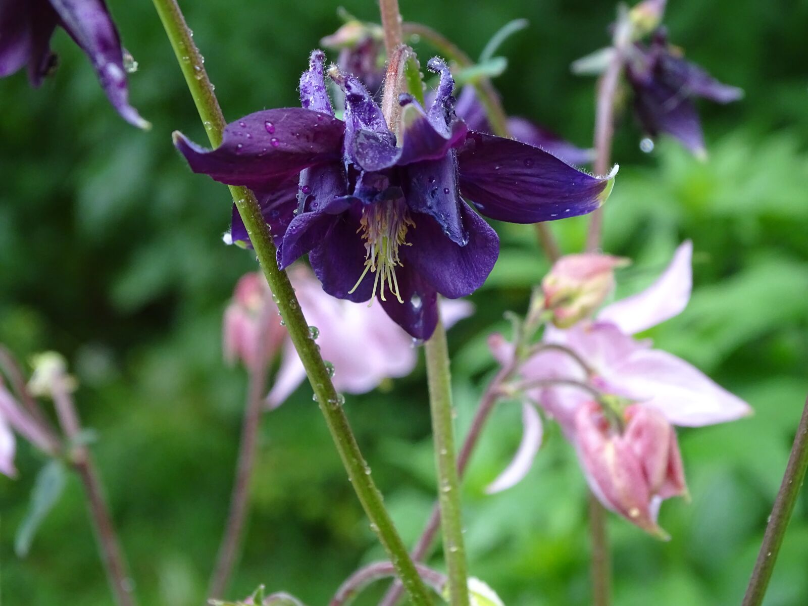 Sony Cyber-shot DSC-HX400V sample photo. Columbine, columbine flower, common photography