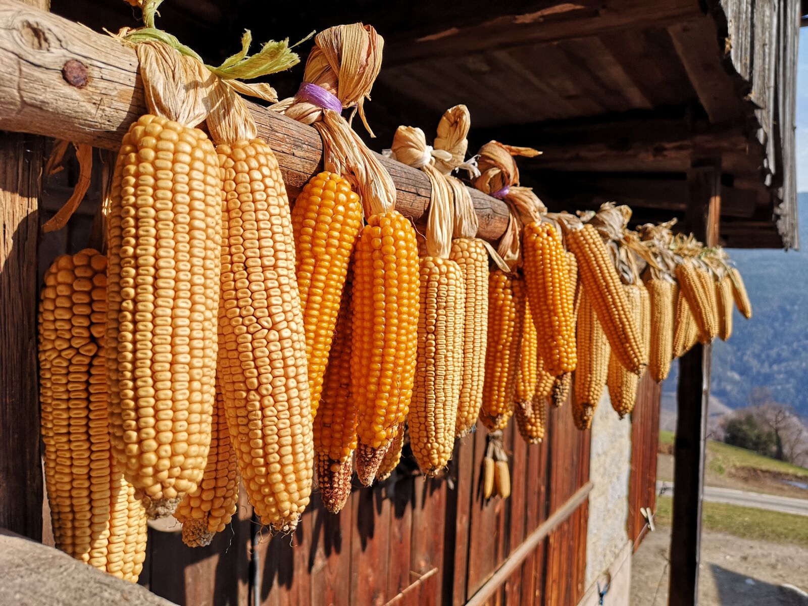 HUAWEI CLT-L09 sample photo. Corn, vegetables, healthy photography