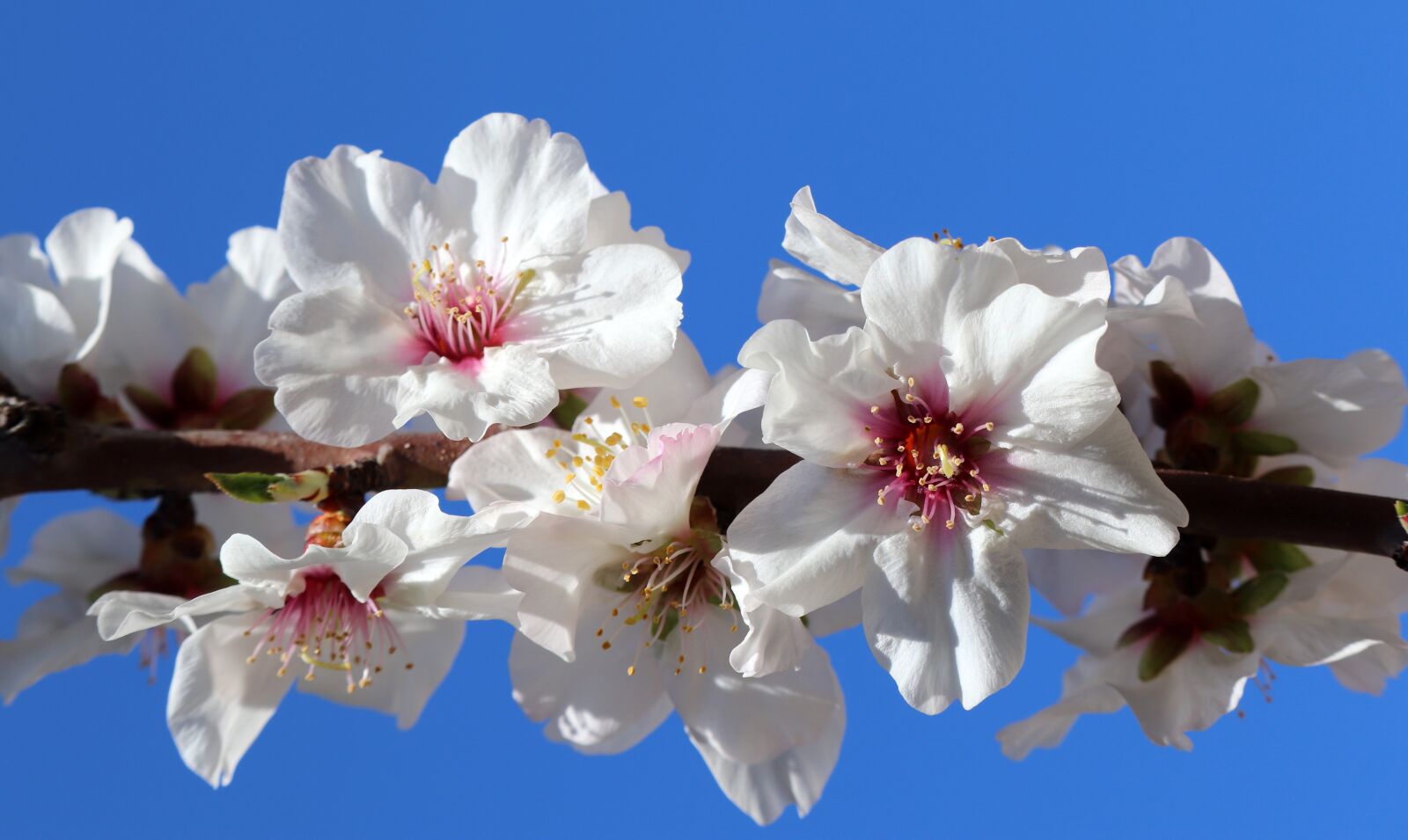 Canon EOS 800D (EOS Rebel T7i / EOS Kiss X9i) sample photo. Blossom, almond, spring photography