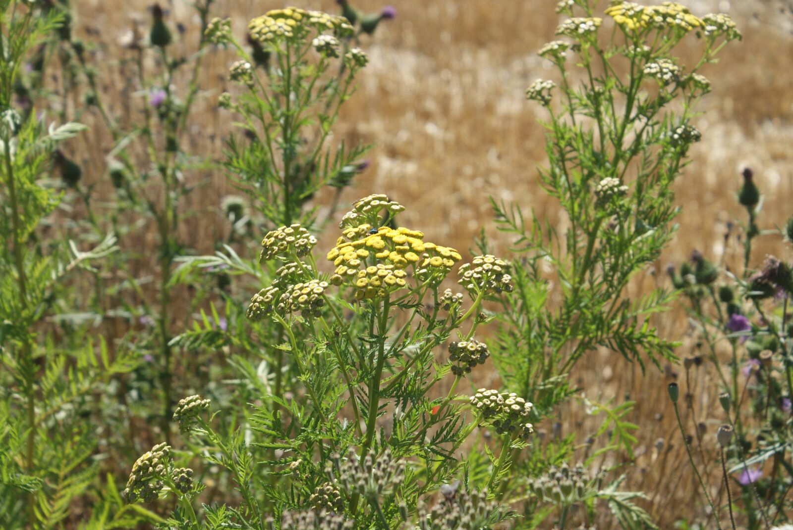 Sony Alpha DSLR-A200 sample photo. Field, summer, nature photography