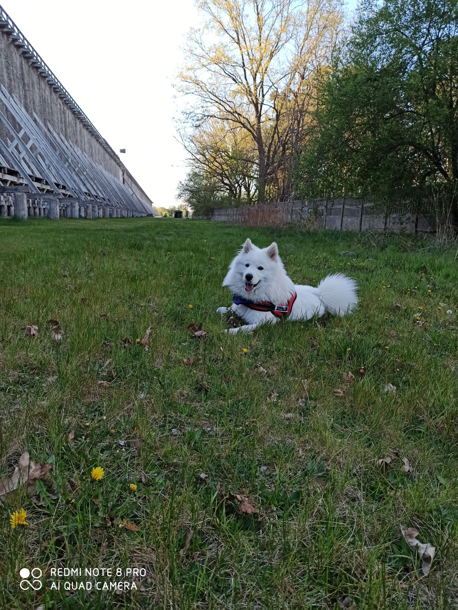 Xiaomi Redmi Note 8 Pro sample photo. Dog samoyed, samoyed, dog photography